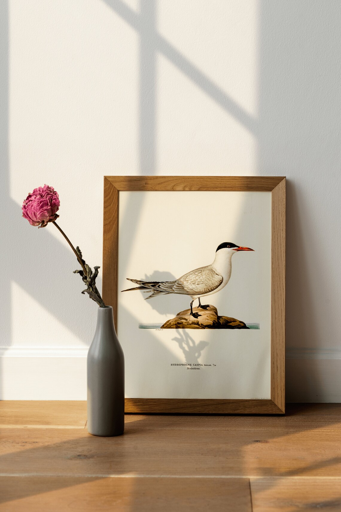Caspian Tern Vintage Ornithological Bird Illustration Art Poster - Image 4