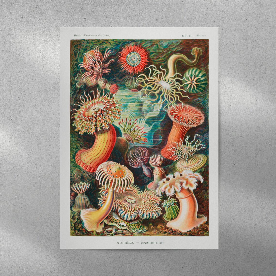 Ernst Haeckel Sea Anemones Scientific Illustration Vintage Art Poster - Image 3