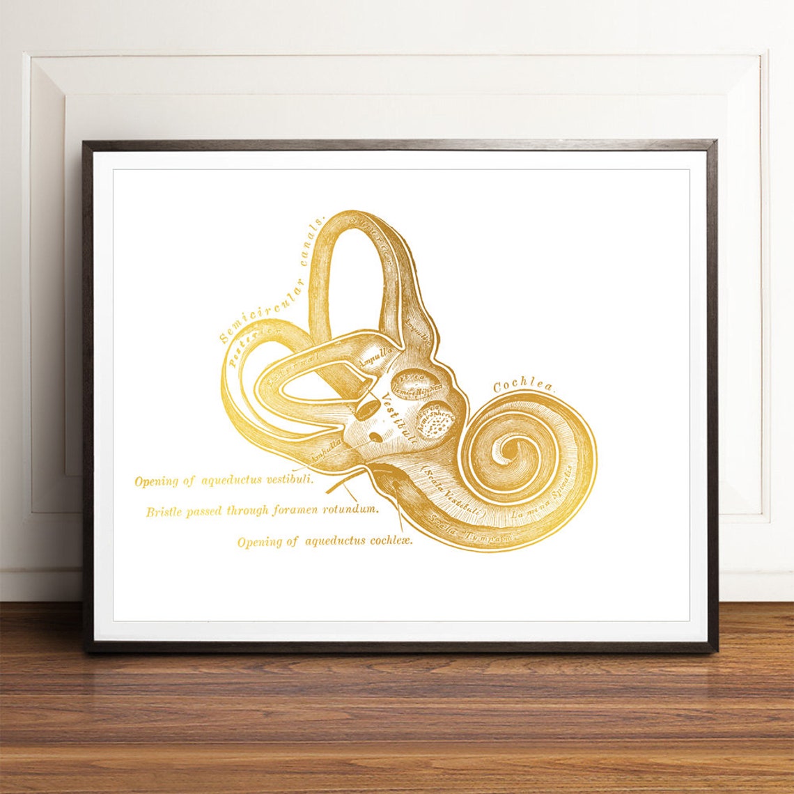 Gold Foil Cochlea Labyrinth Inner Ear Anatomy Audiology Art Print