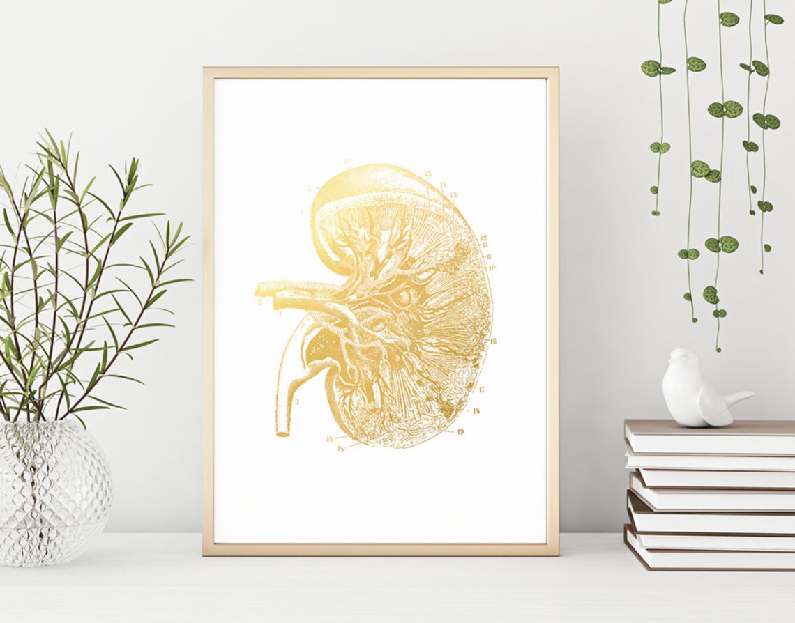Kidney Transplant Anatomy Art Gold Print Kidney Art Kidney Donor Gift Kidney Transplant Gift Kidney Cancer Doctor Nephrologist - Image 5