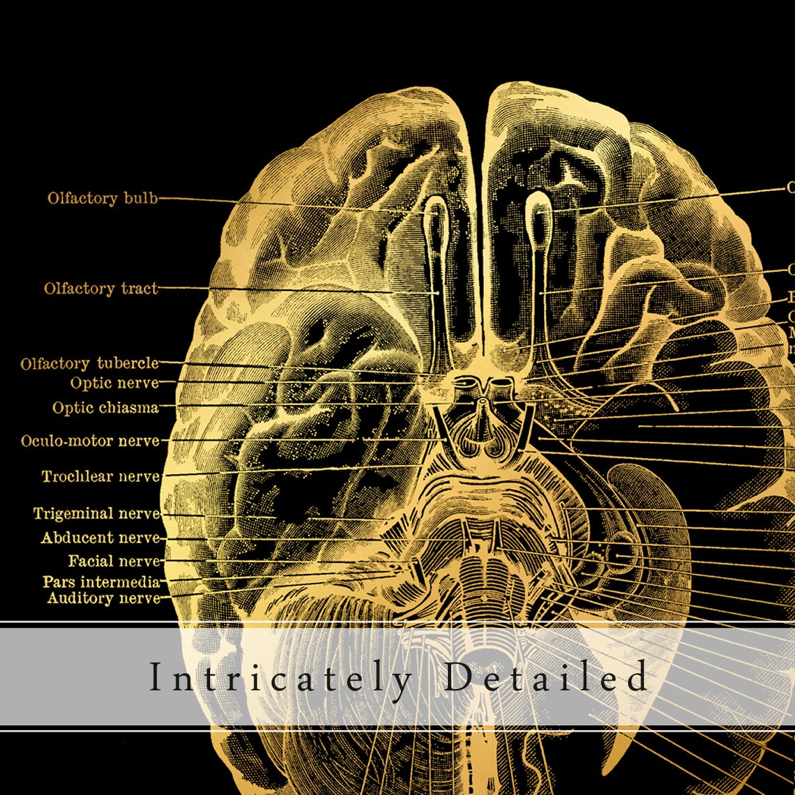 Human Brain Anatomy Gold Foil Poster, Modern Art - Image 3