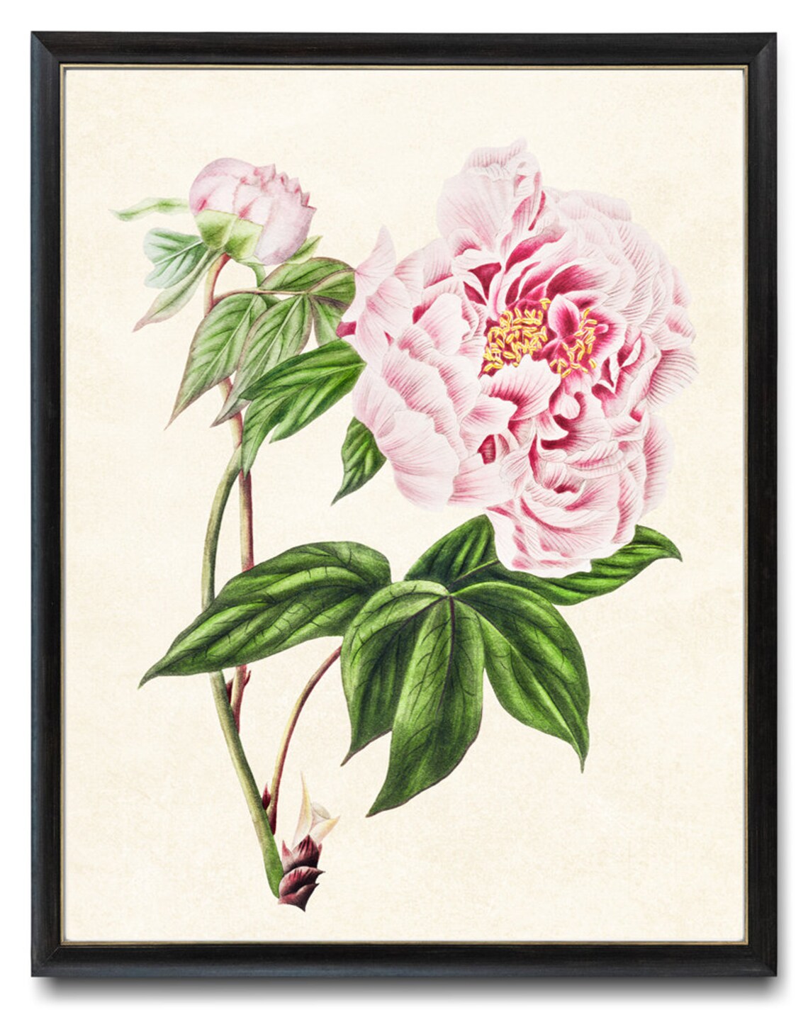 Pink Tree Peony Bloom Vintage Botanical Illustration Art Poster