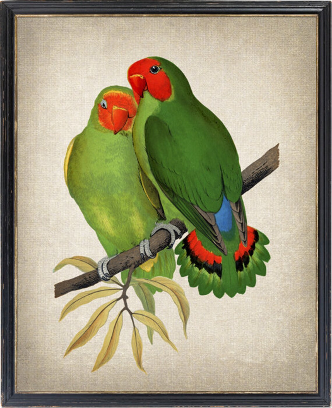 Pair of Red Headed Lovebirds on Branch Vintage Bird Art Poster