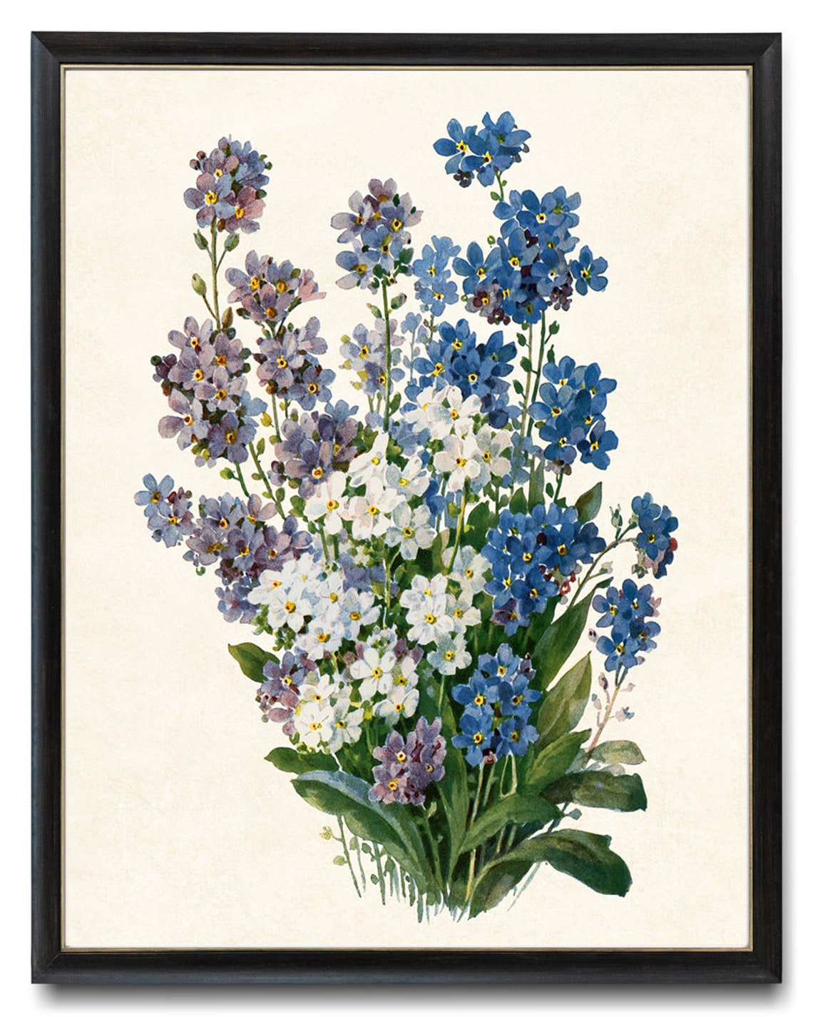 Forget-Me-Nots in Blue and White Vintage Floral Botanical Poster