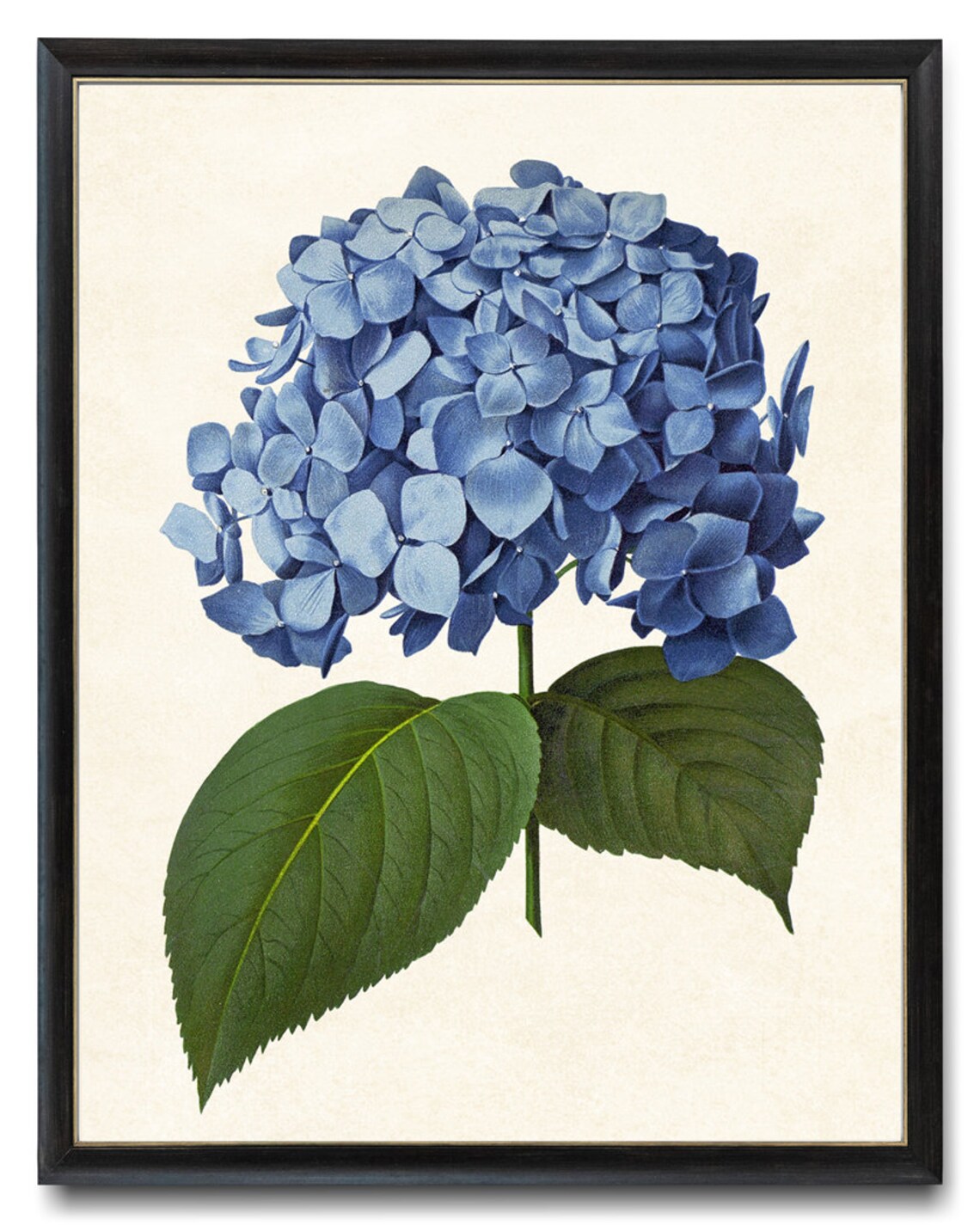 Blue Hydrangea Flower Wall Art Poster