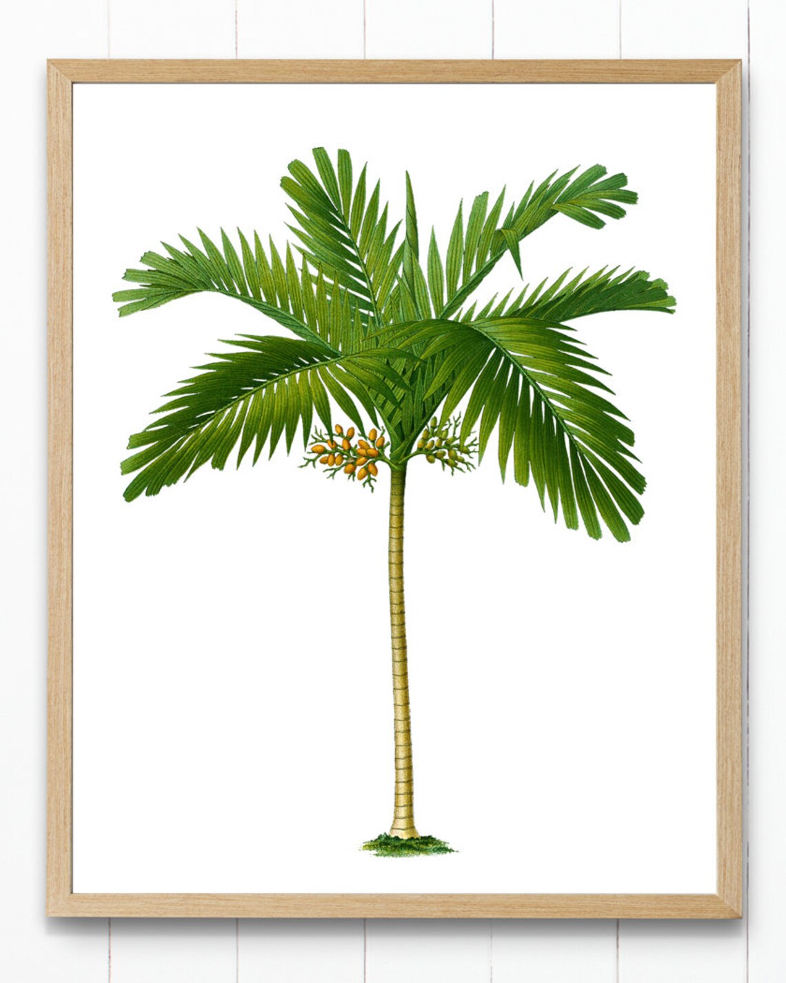 Areca Palm Vintage Illustration Art Print - Image 3