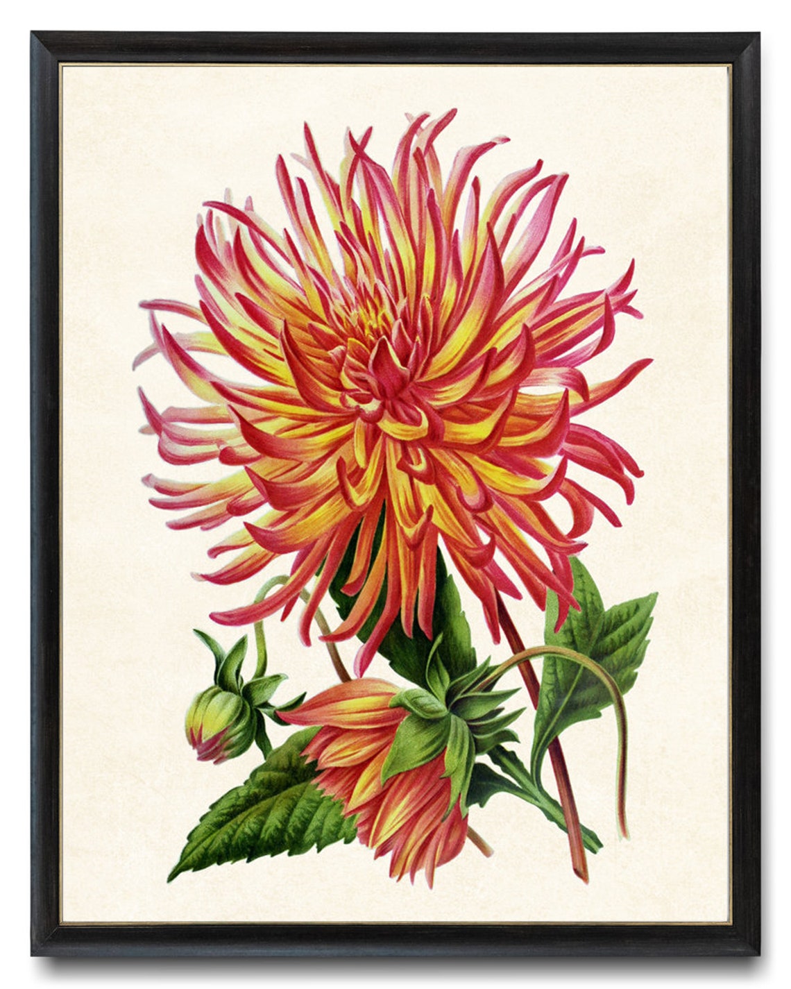 Red and Yellow Cactus Dahlia Vintage Botanical Flower Poster