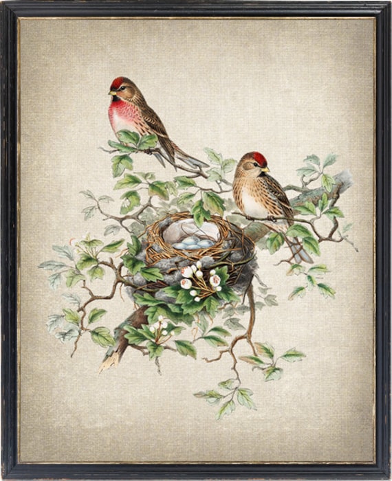 Bird And Botanical Vintage Art Print, Redpoll Birds