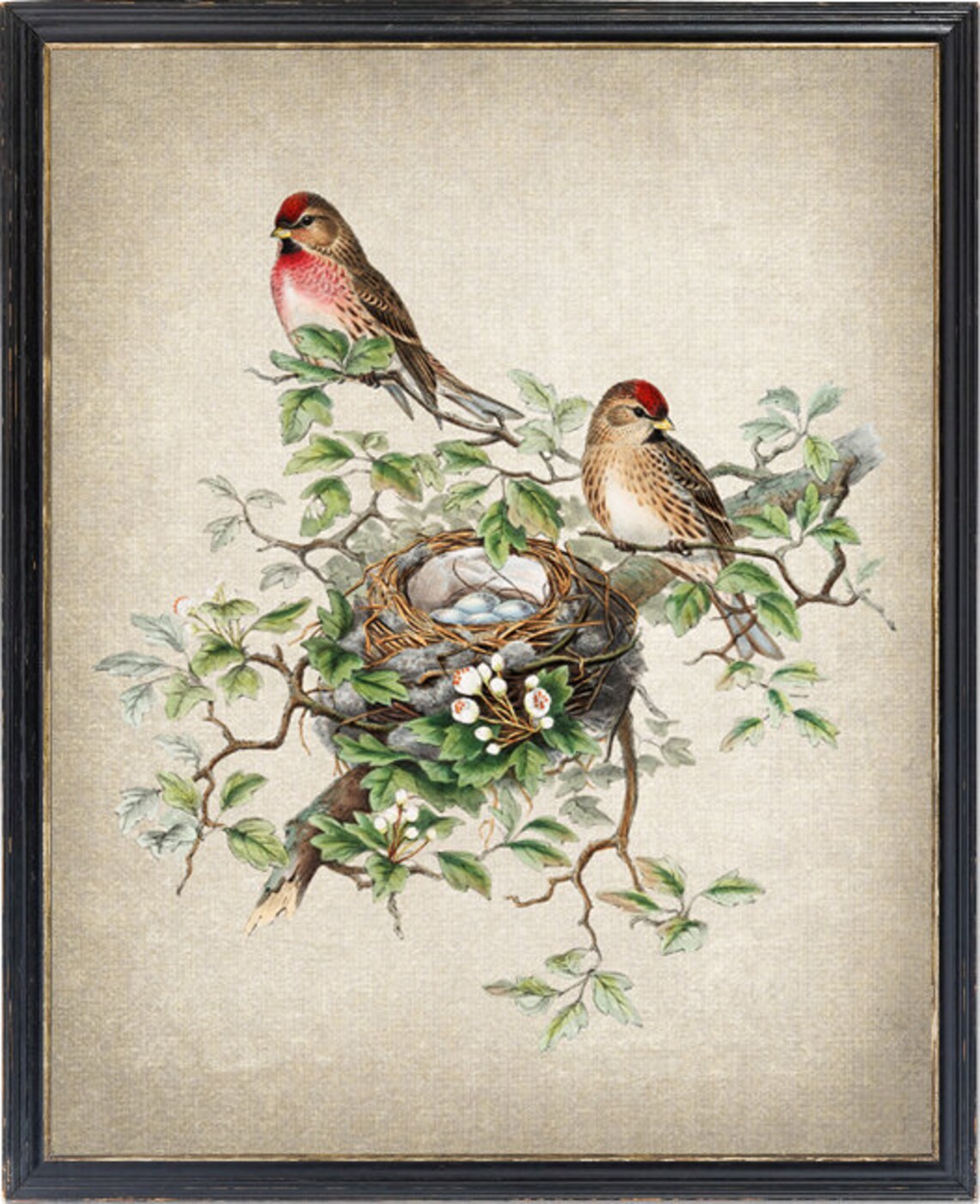 Bird And Botanical Vintage Art Print, Redpoll Birds