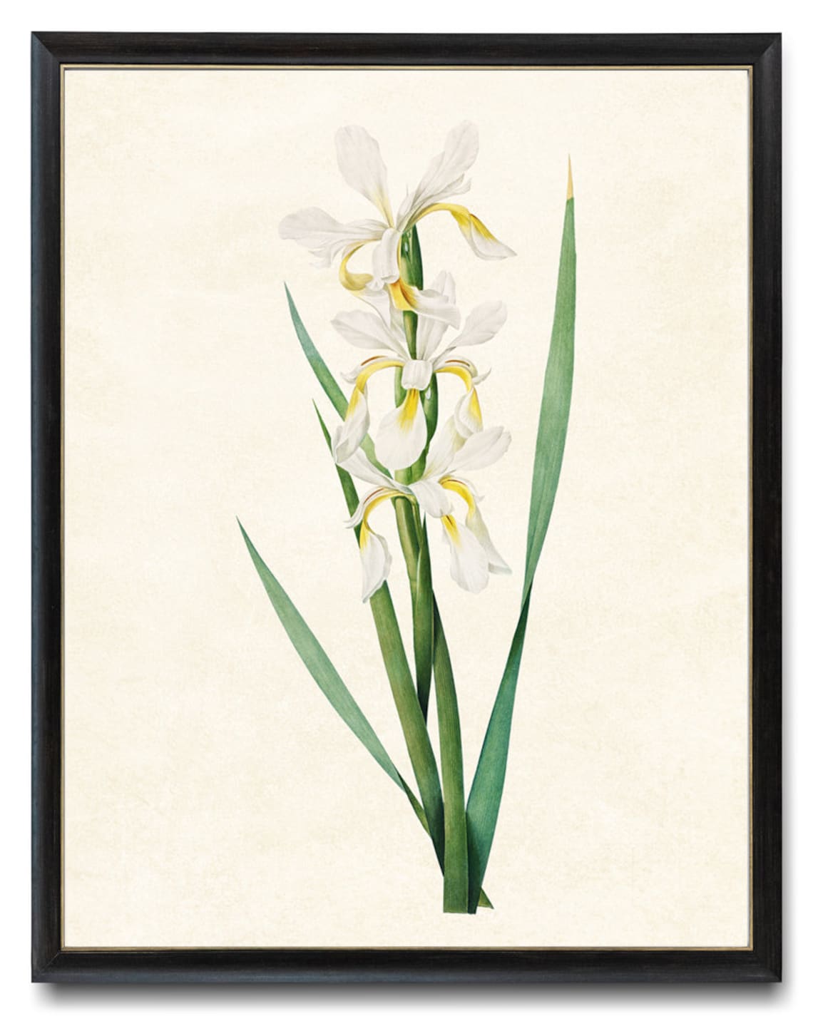 Elegant White and Yellow Iris Vintage Botanical Illustration Poster - Image 2