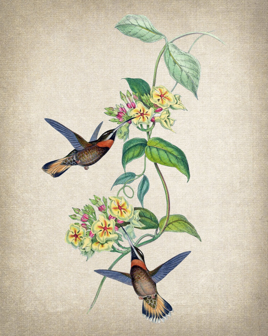 Vintage Hummingbirds and Flowers Antique Botanical Bird Poster - Image 2