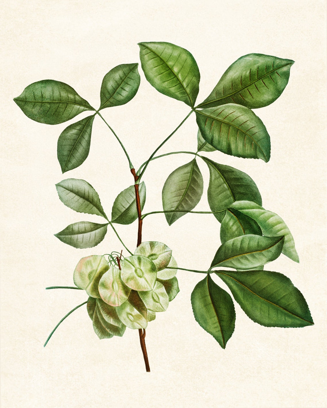 Flowering Hoptree Compound Leaves Vintage Botanical Study Poster - Image 2