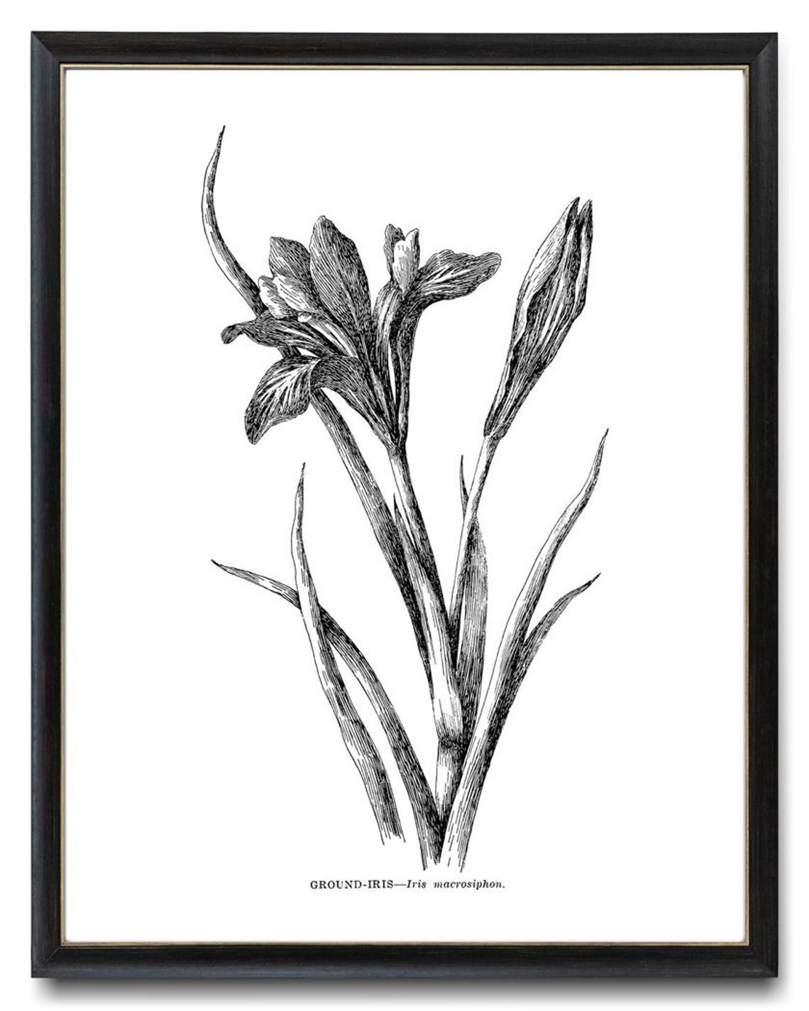 Ground Iris Vintage Botanical Line Art Iris Macrosiphon Poster - Image 4