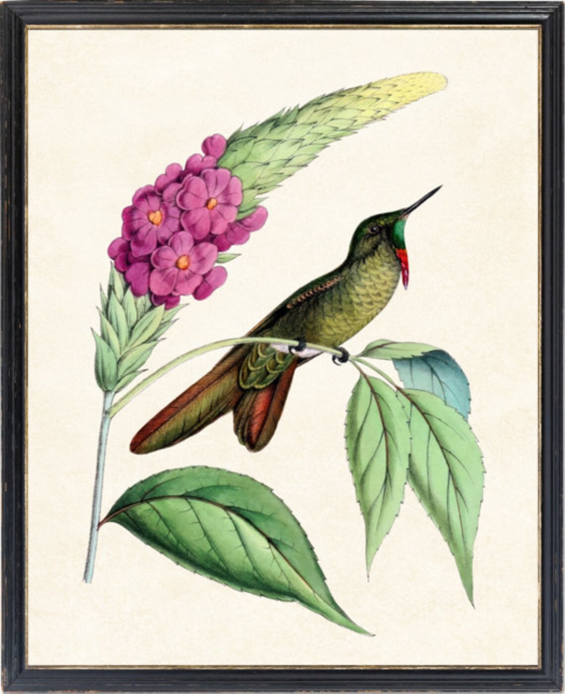 Hummingbird Botanical Vintage Illustration Art Print - Image 2