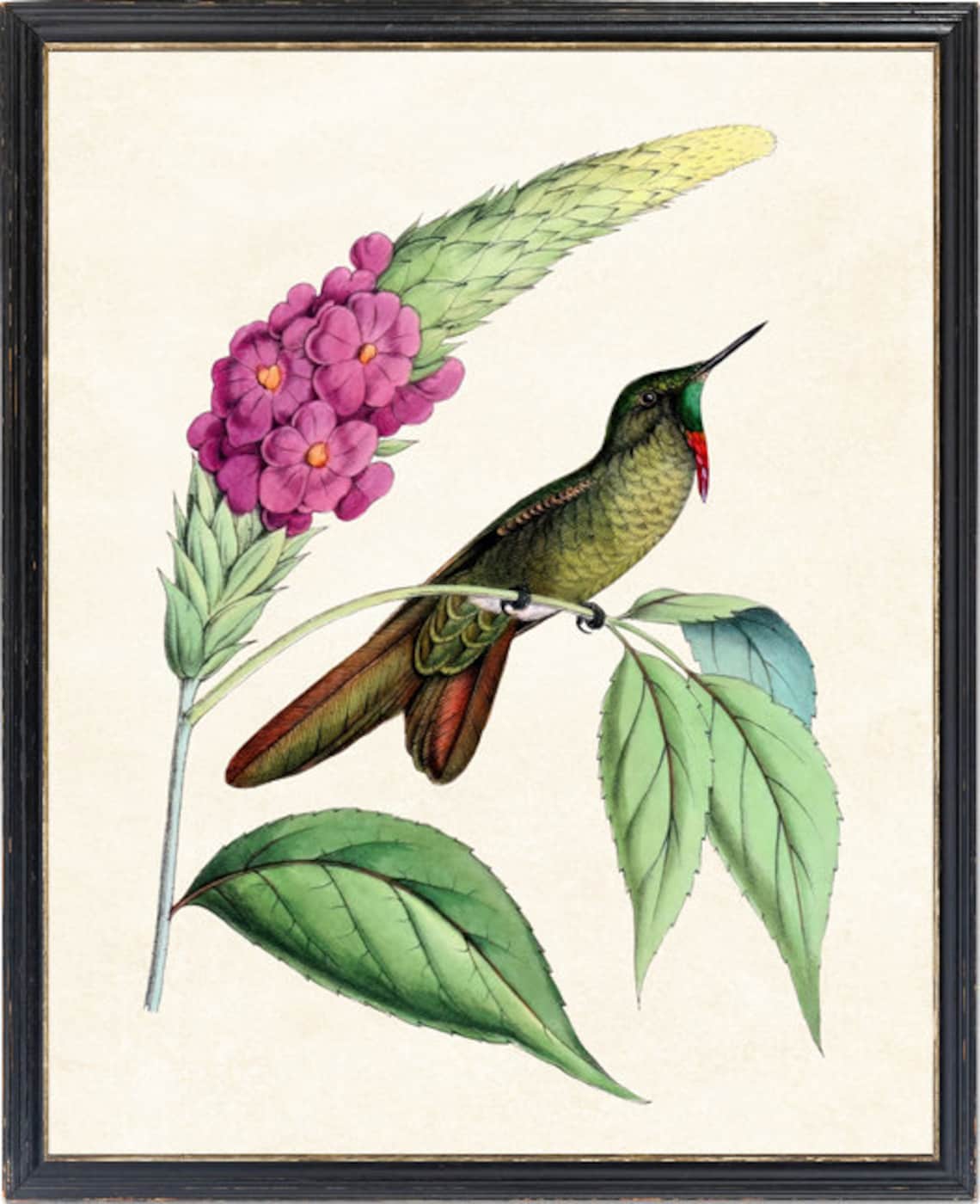 Olivaceous Thornbill Hummingbird With Pink Flowers Vintage Bird Poster - Image 4