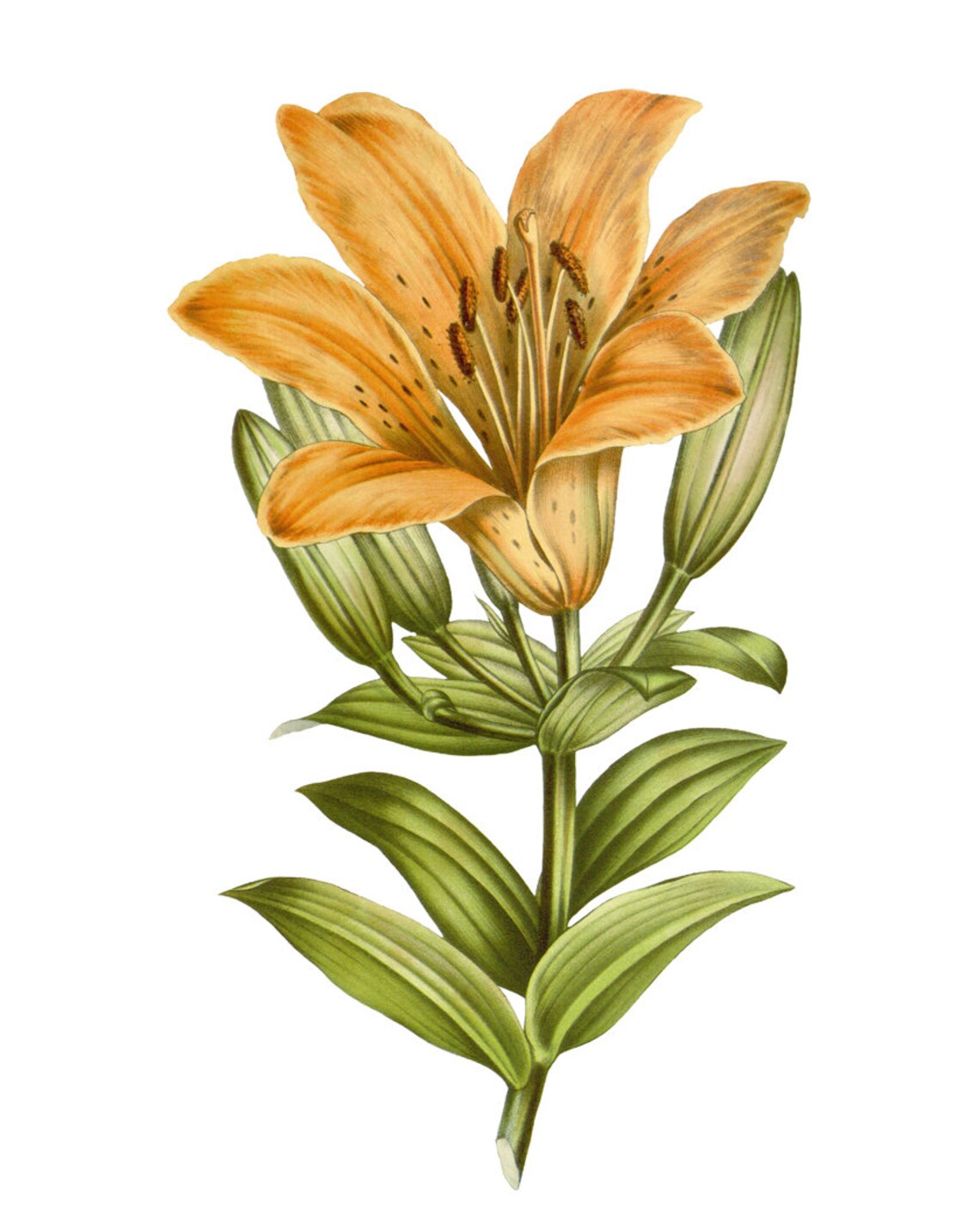 Radiant Orange Lily Bloom Classic Vintage Botanical Flower Poster - Image 2