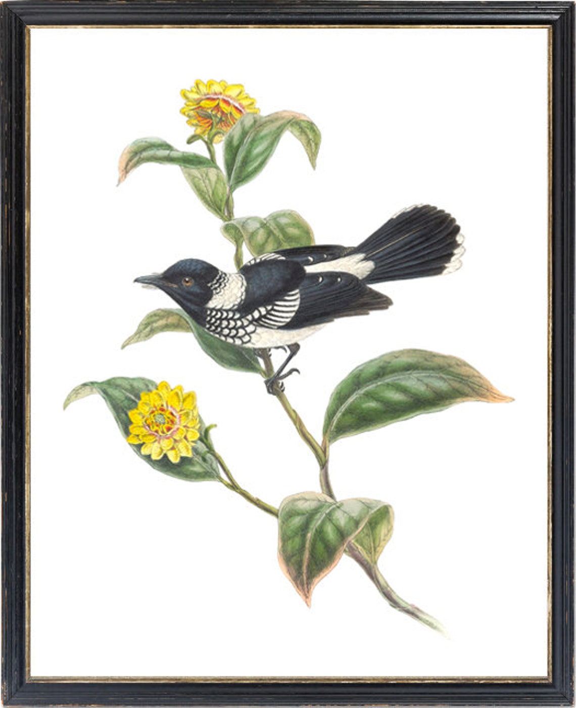 Black and White Flycatcher Bird Classic Antique Ornithology Poster - Image 2