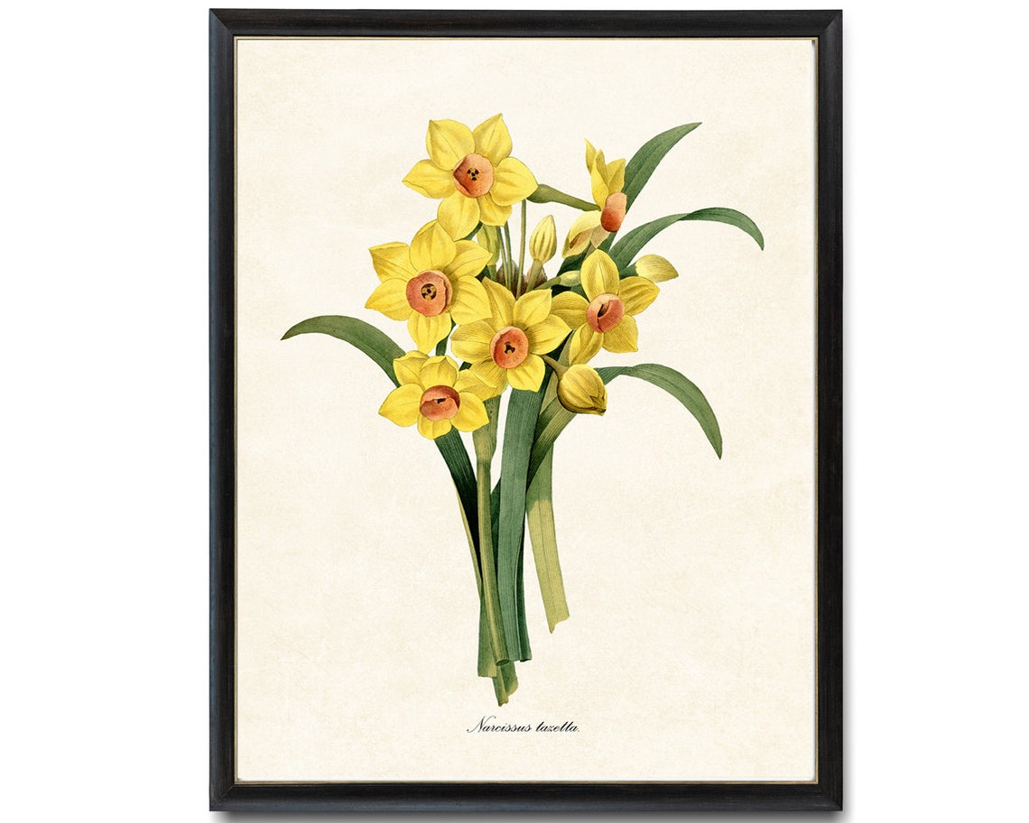 Yellow Daffodil Narcissus Tazetta Spring Flower Bouquet Poster - Image 4