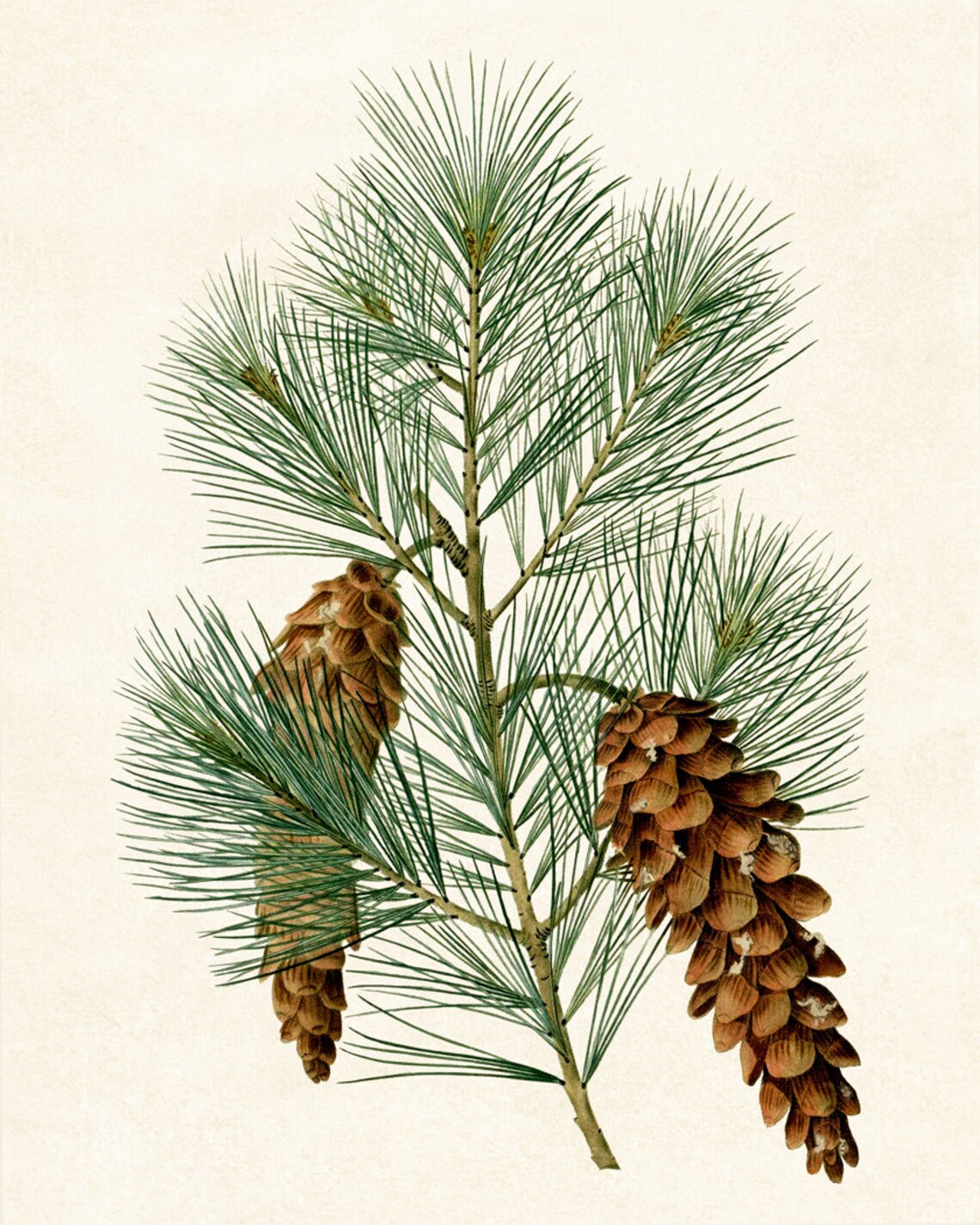 Eastern White Pine Vintage Botanical Art Print - Image 2