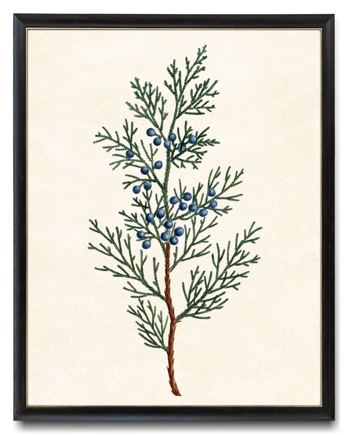 Virginian Juniper Vintage Illustration Art Print - Image 4