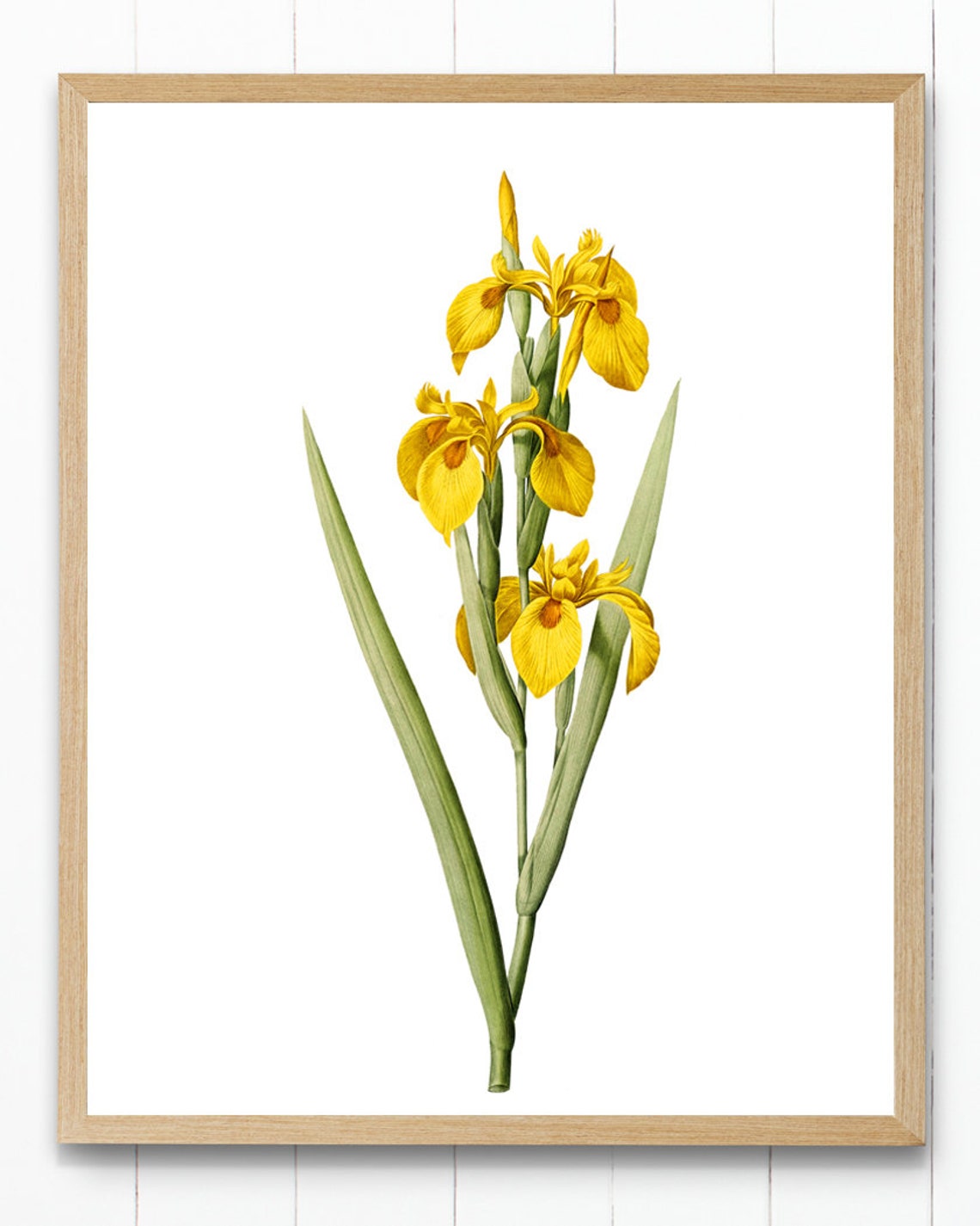 Yellow Iris Stems Vintage Botanical Flower Illustration Poster - Image 4