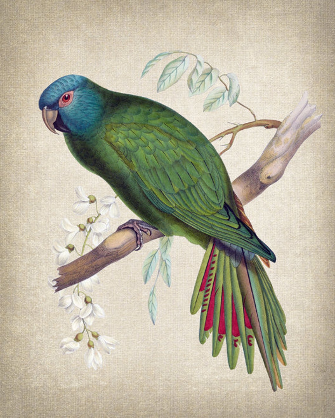 Vintage Blue Headed Parrot Antique Bird Illustration Art Poster - Image 2