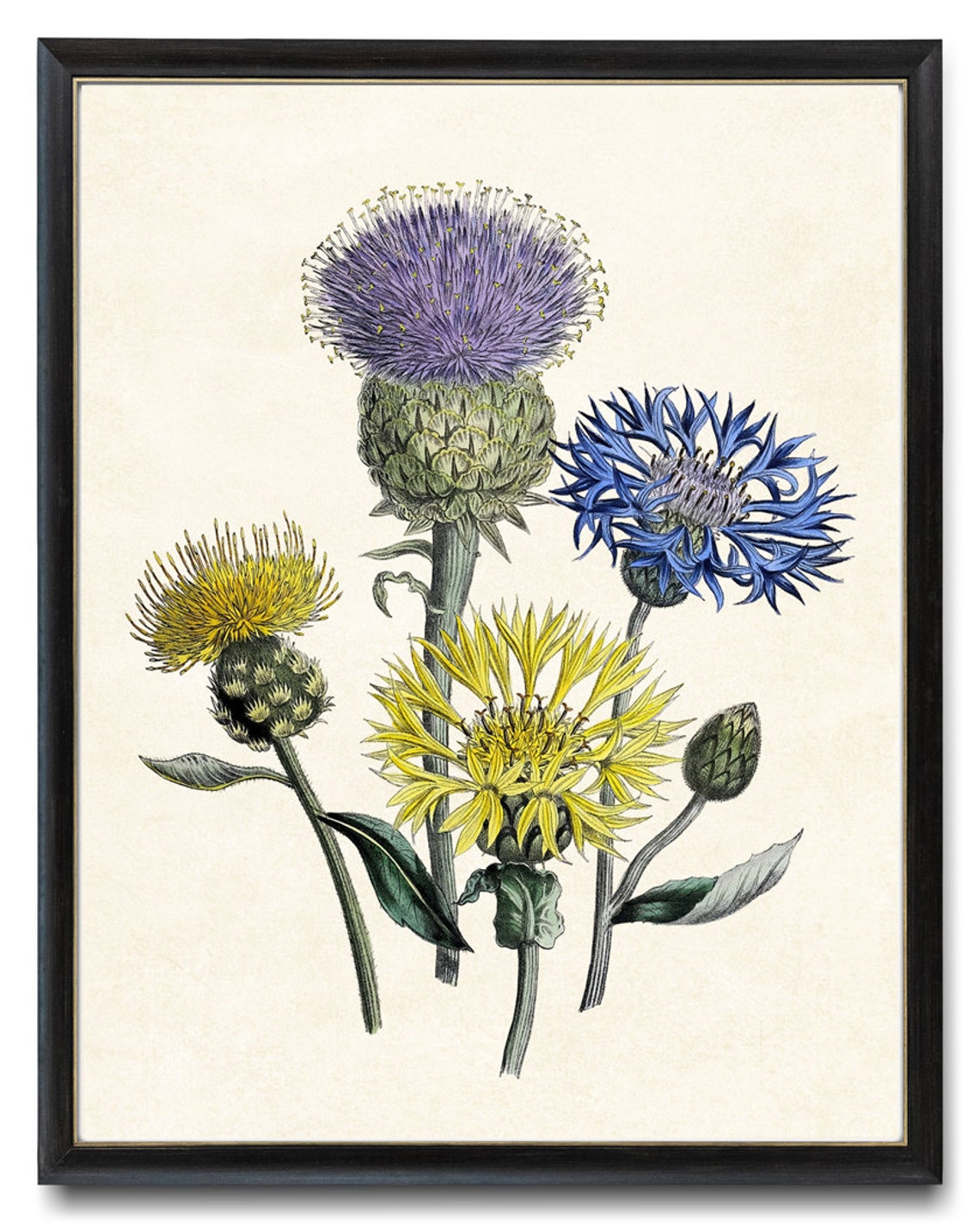 Meadow Centaurea Cornflowers Classic Vintage Botanical Poster