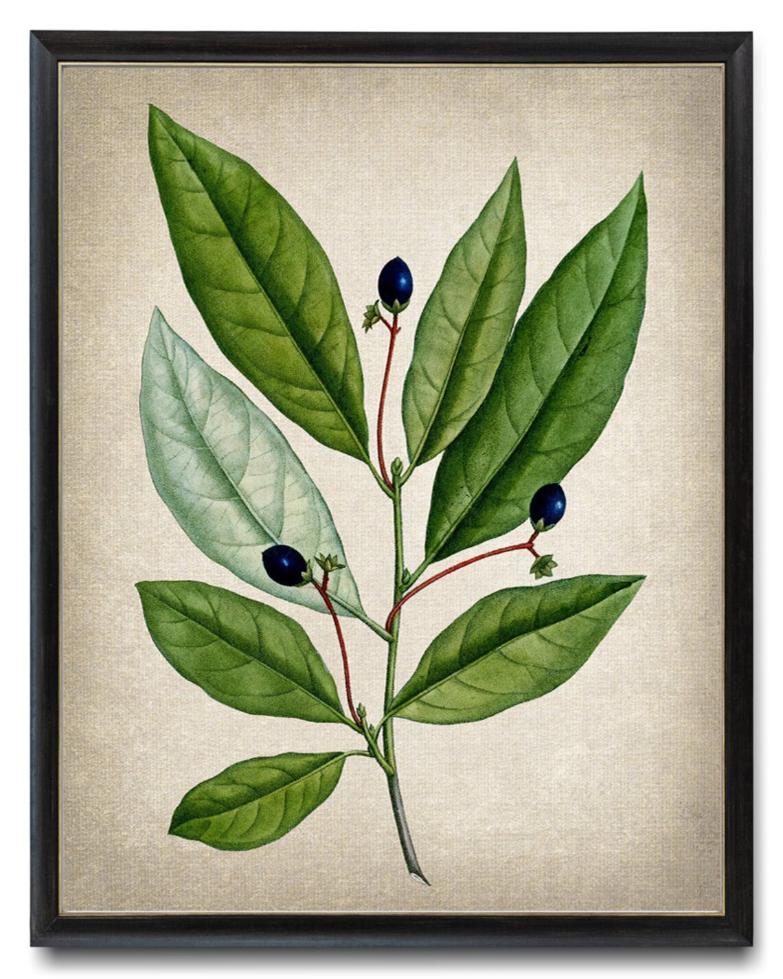 Vintage Green Leaf Branch Dark Blue Berries Botanical Art Poster