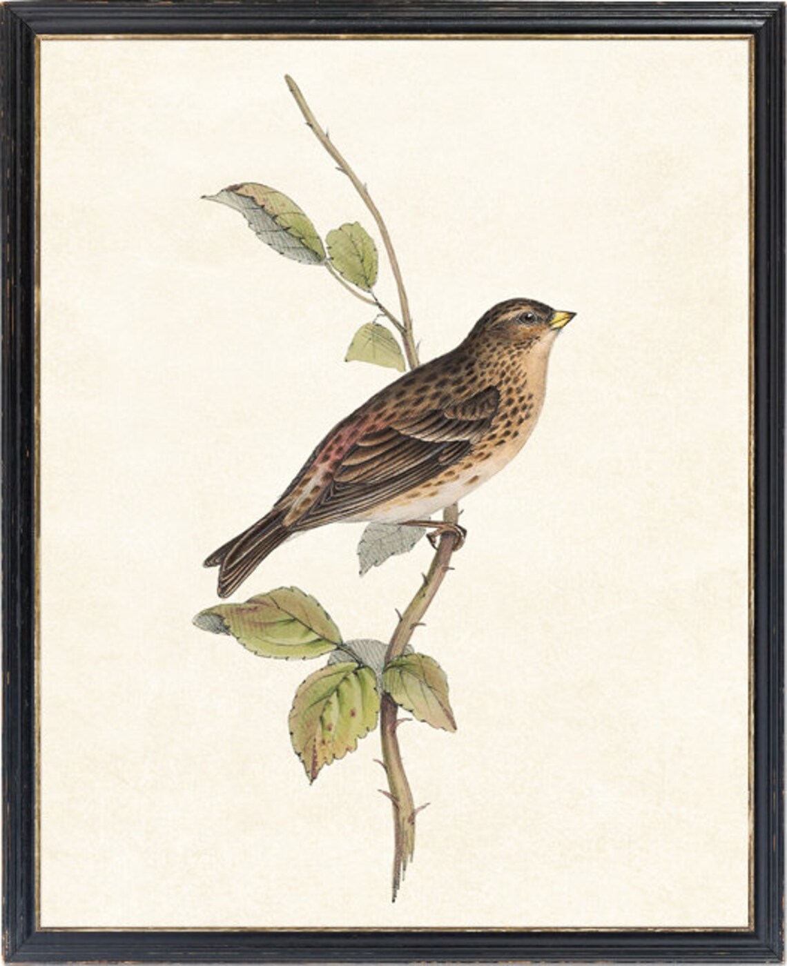 Mountain Linnet Vintage Illustration Art Print - Image 2
