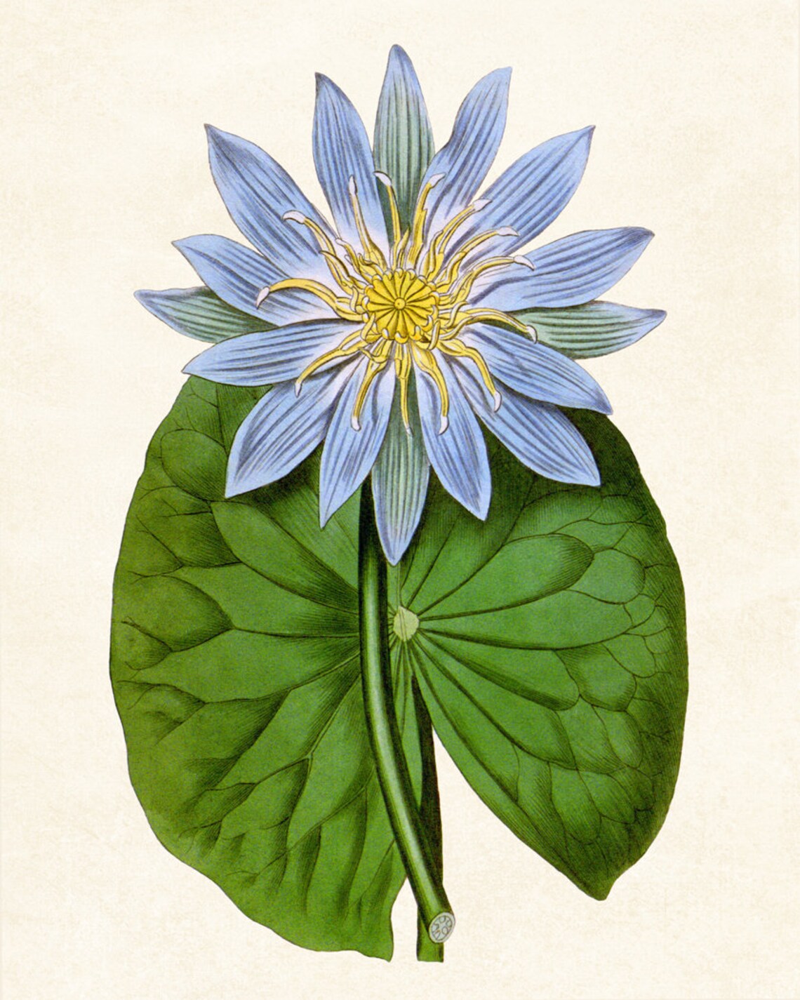 Blue Water Lily Bloom with Giant Green Lily Pad Botanical Poster Art - Image 3