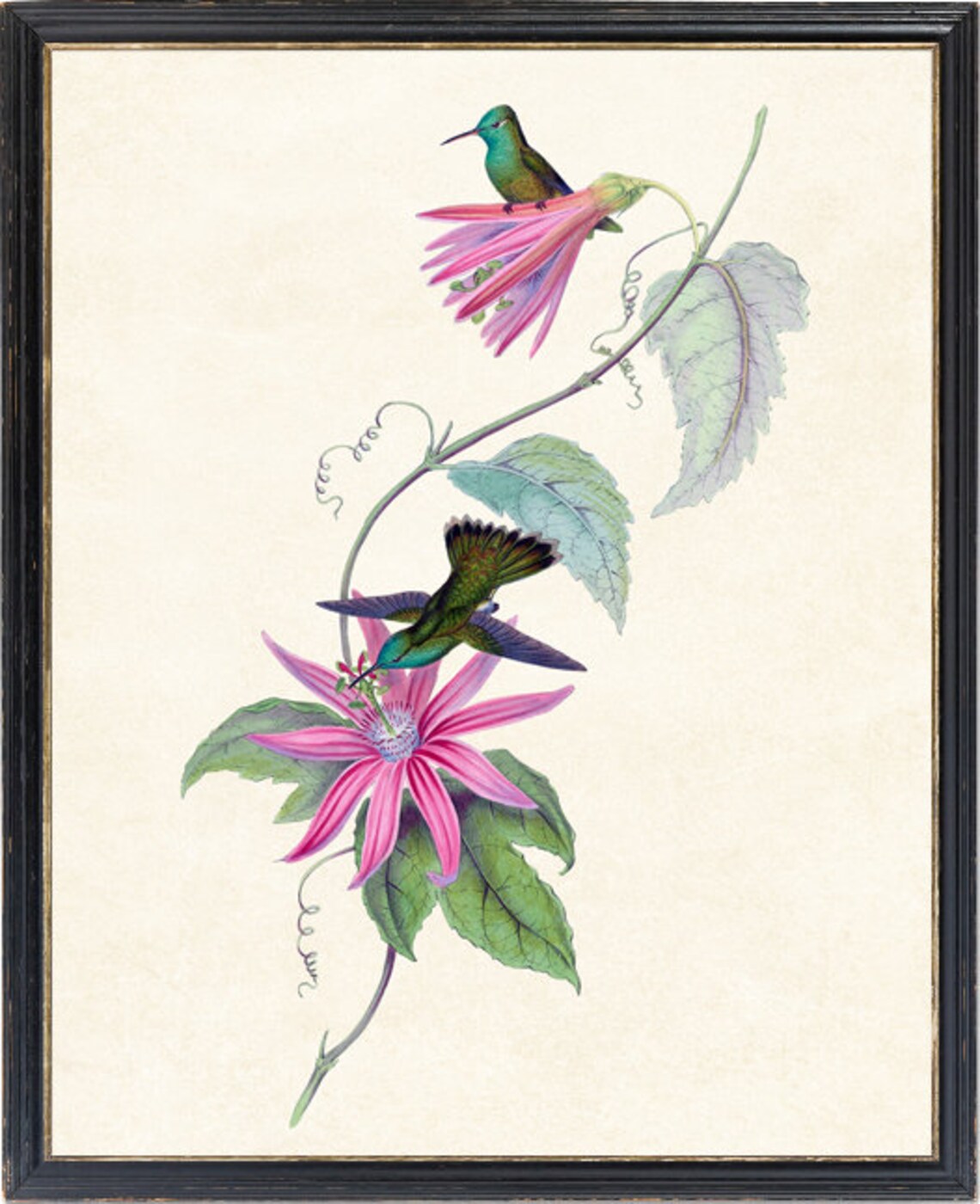Hummingbird Pair on Pink Passionflower Vintage Illustration Print - Image 4