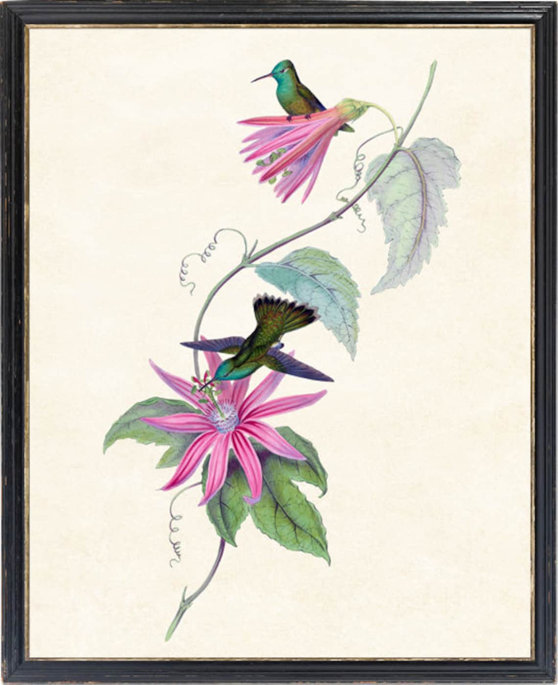 Hummingbirds and Pink Passion Flowers Vintage Bird Art Poster - Image 2
