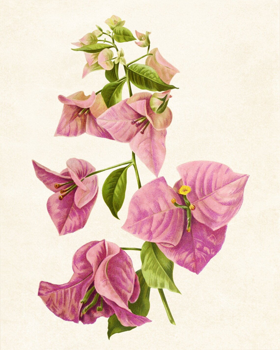 Pink Bougainvillea Flowers Vintage Botanical Illustration Poster - Image 3