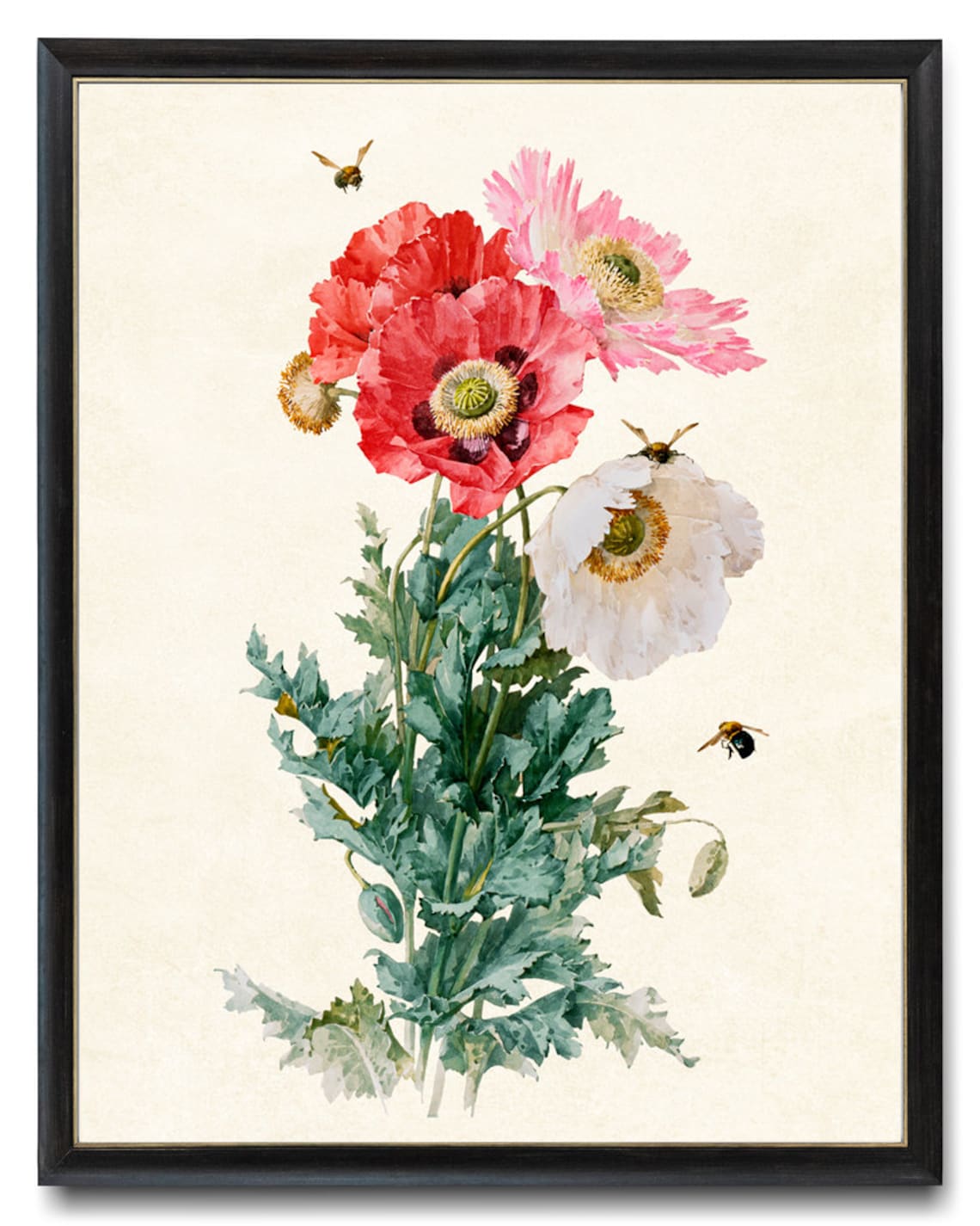 Poppies And Bees, Vintage Botanical Art Print