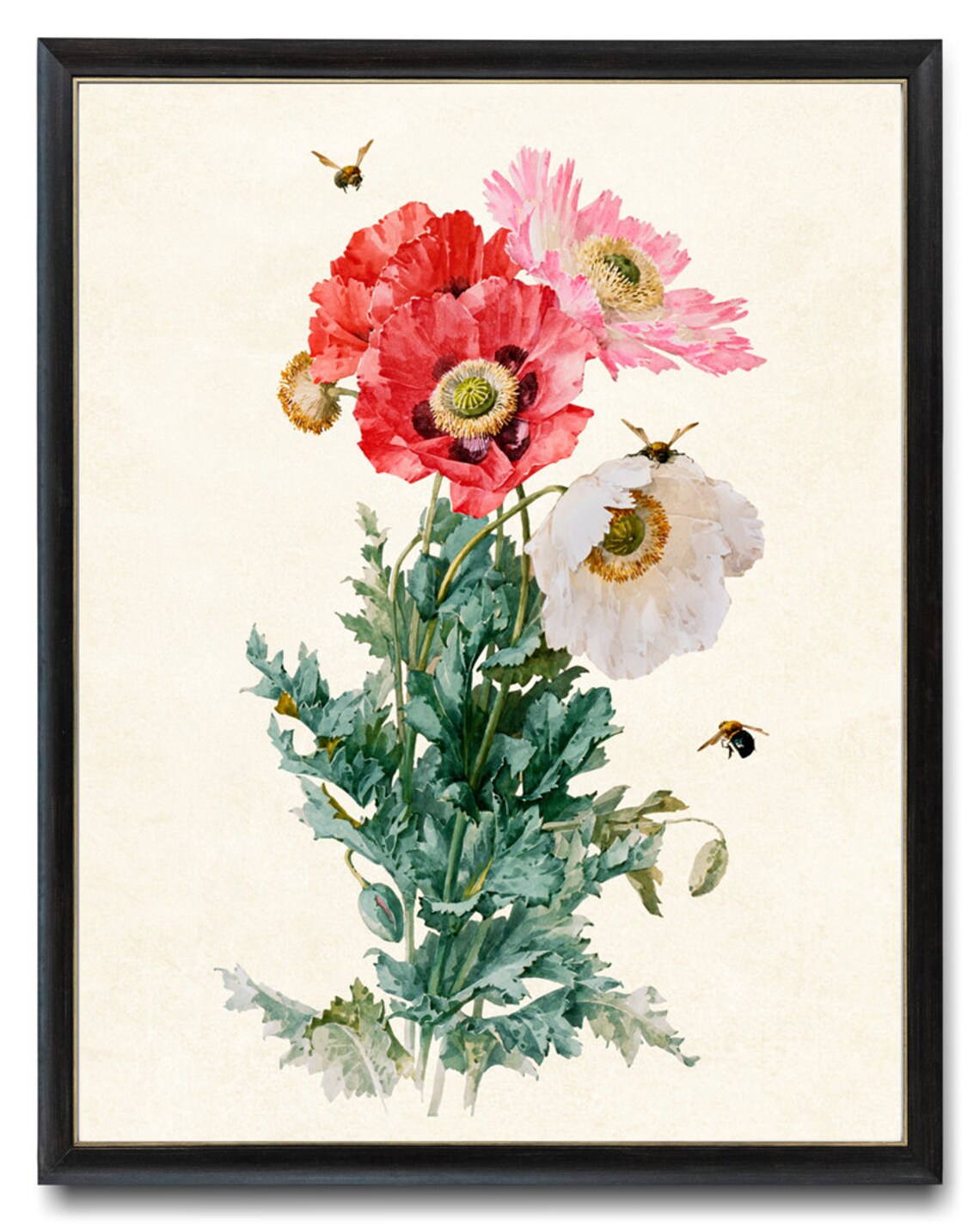 Poppies and Bees, Vintage Illustration Art Print