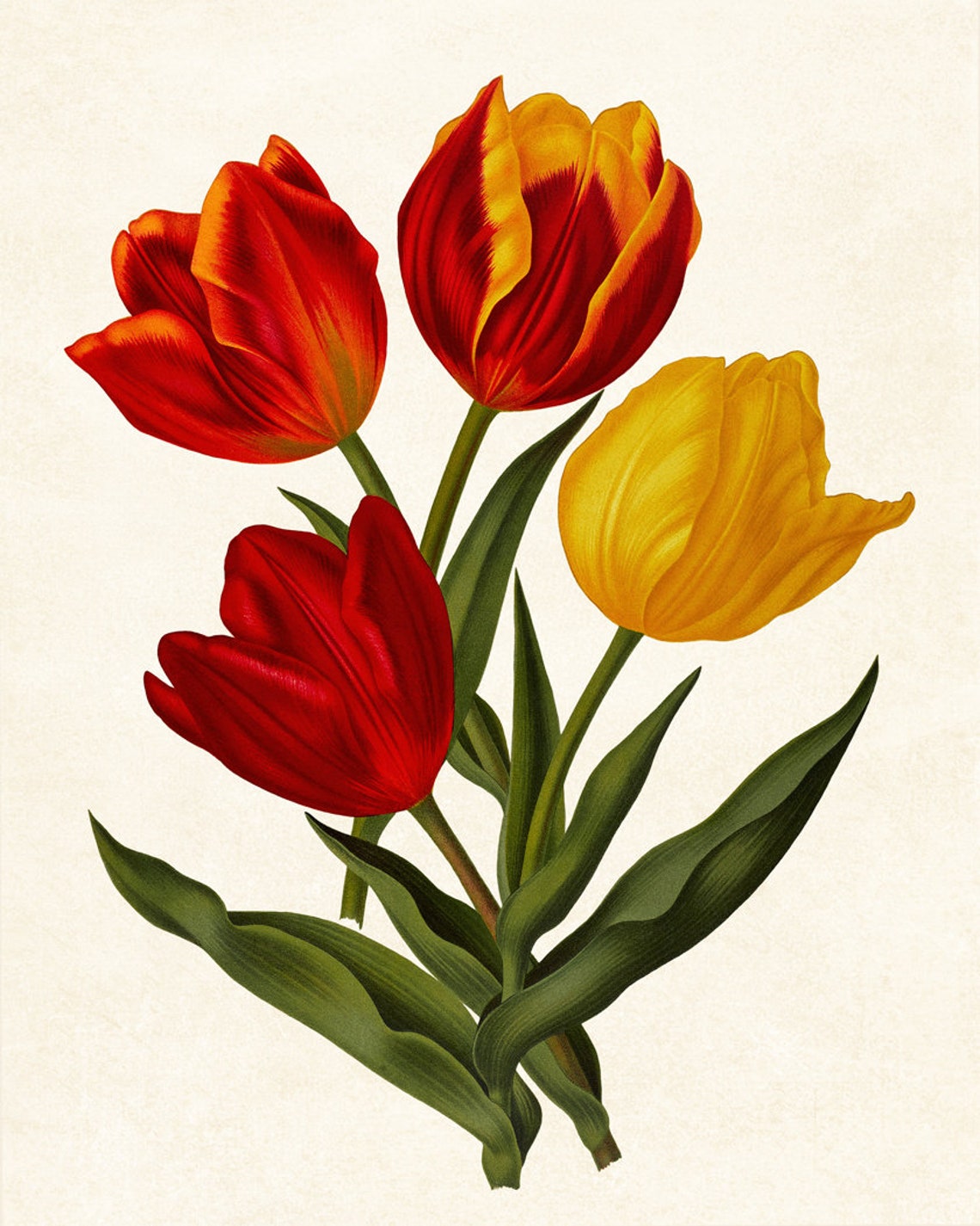 Red And Yellow Tulips Vintage Botanical Flower Illustration Poster - Image 3