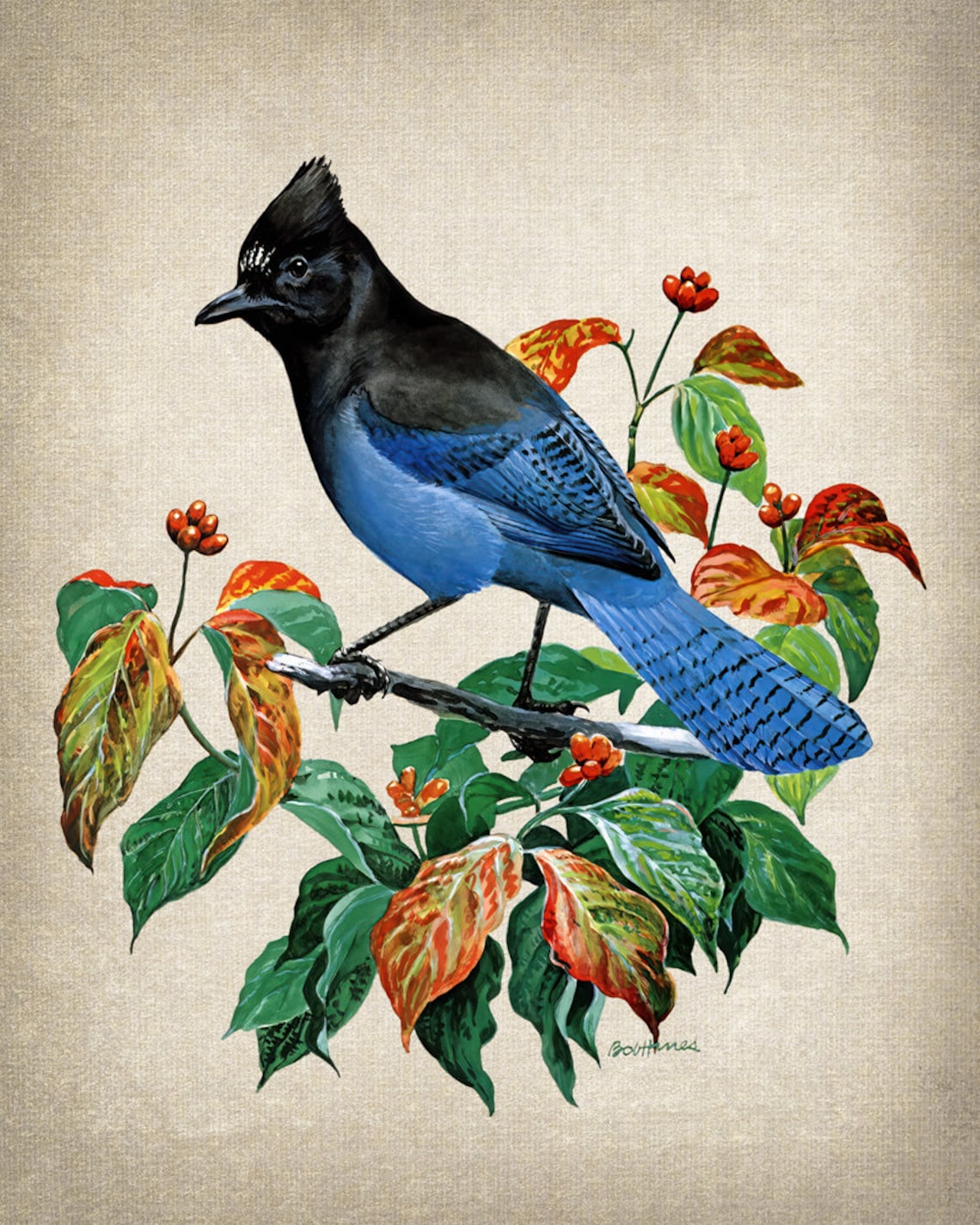 Stellers Jay Autumn Berries Vintage Bird Illustration Art Print - Image 2