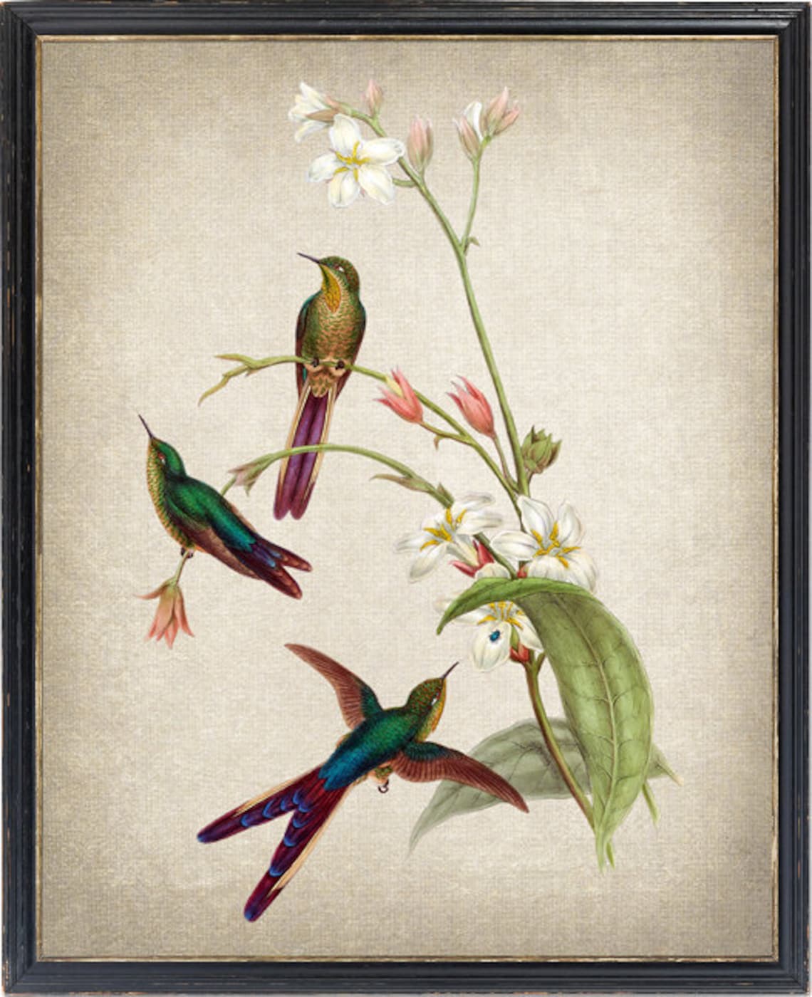 Antique Hummingbirds White Flowers Vintage Botanical Bird Poster