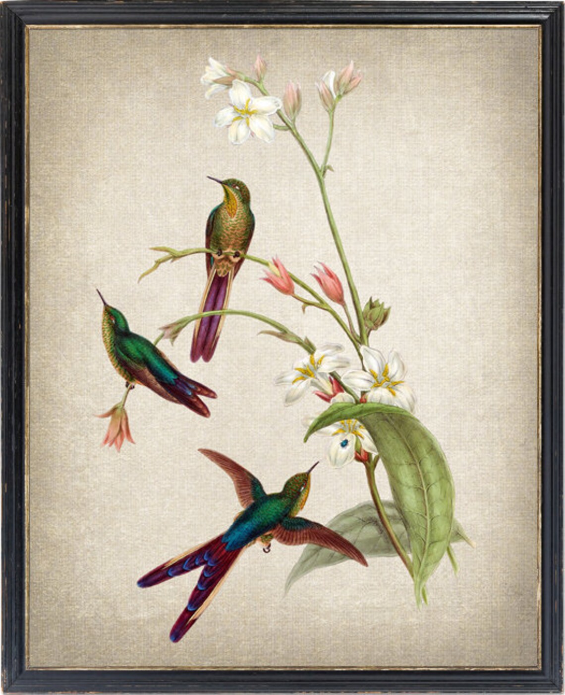 Vintage Hummingbird Trio White Blossom Bird Botanical Art Poster