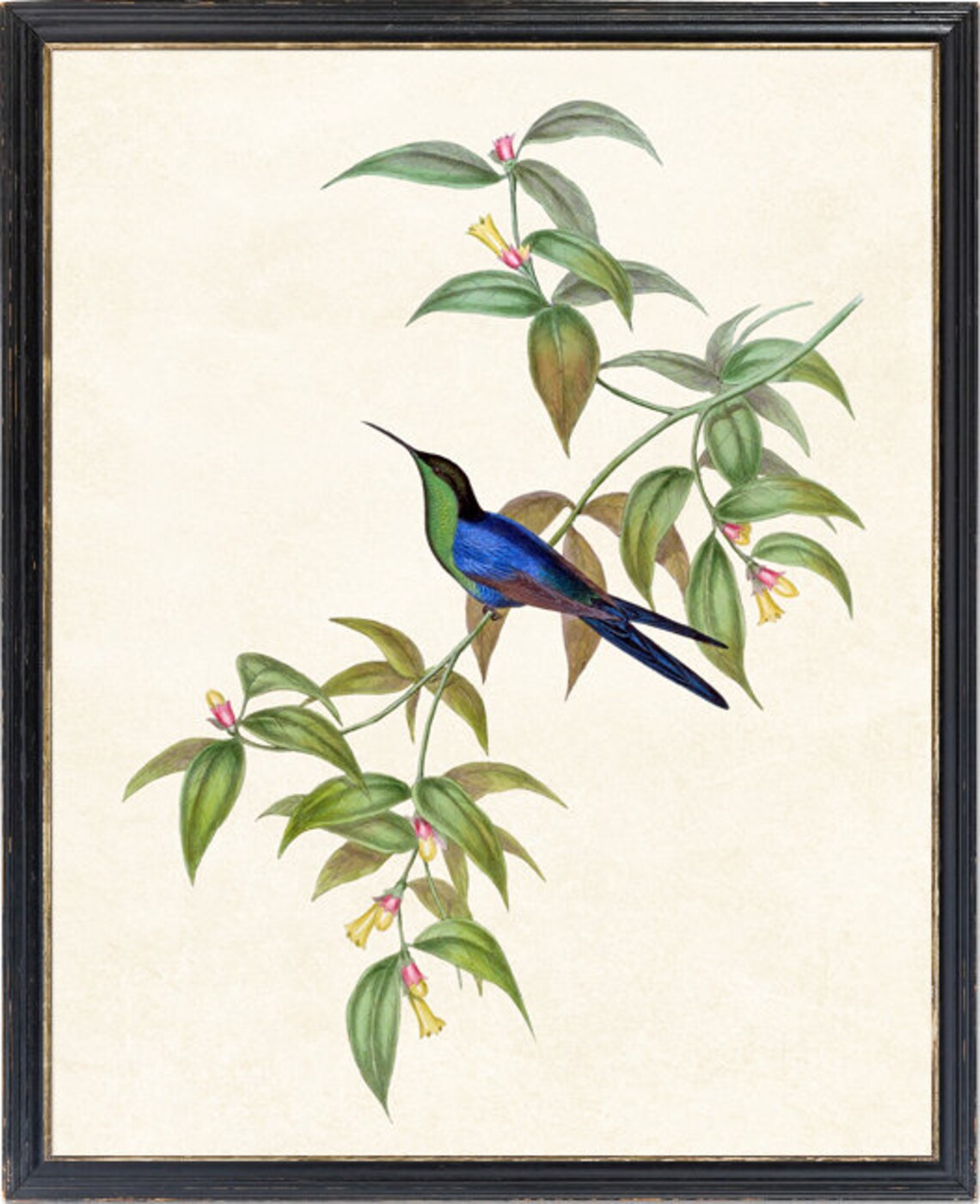 Watertons Wood Nymph Hummingbird Vintage Art Print - Image 2