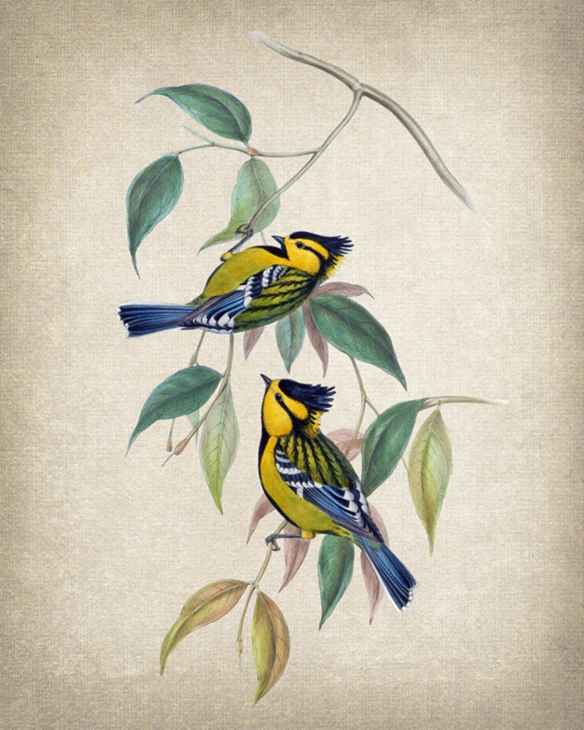 Blue and Yellow Crested Songbirds Branch Vintage Bird Art Print - Image 2