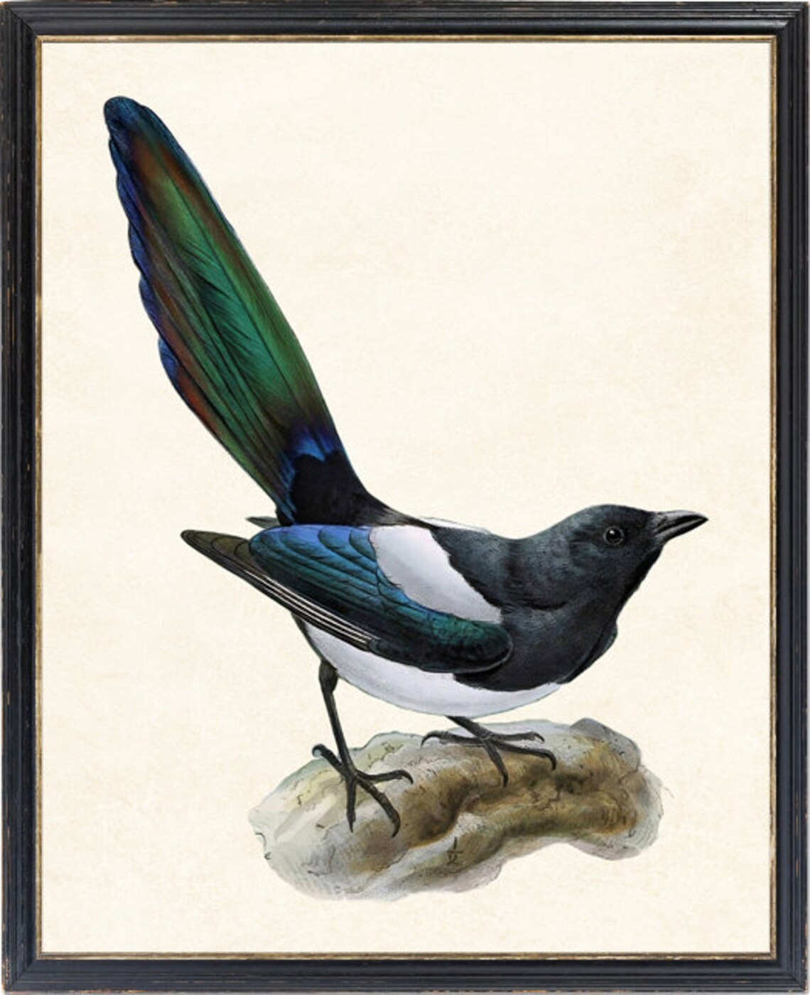 Common Magpie on Stone Perch Vintage Natural History Bird Poster - Image 4