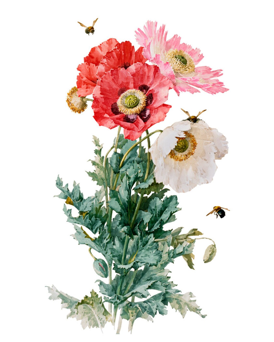 Poppies and Bees, Vintage Illustration Art Print - Image 2
