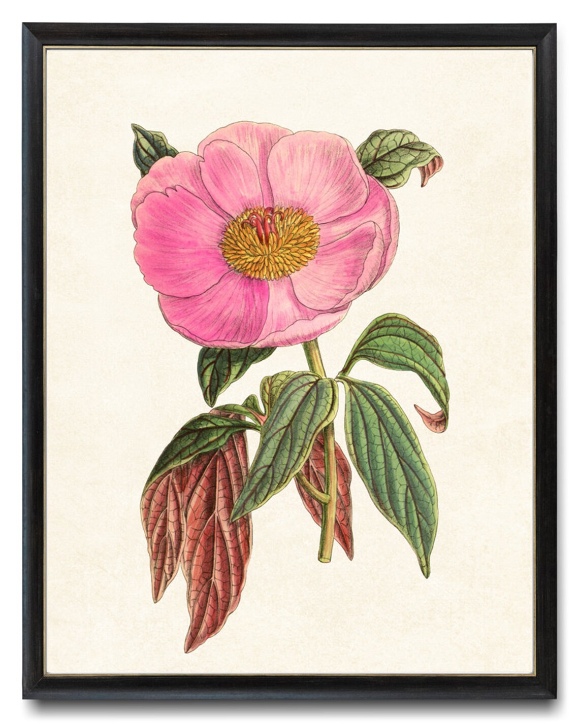 Pink Peony Vintage Flower Illustration Art Print