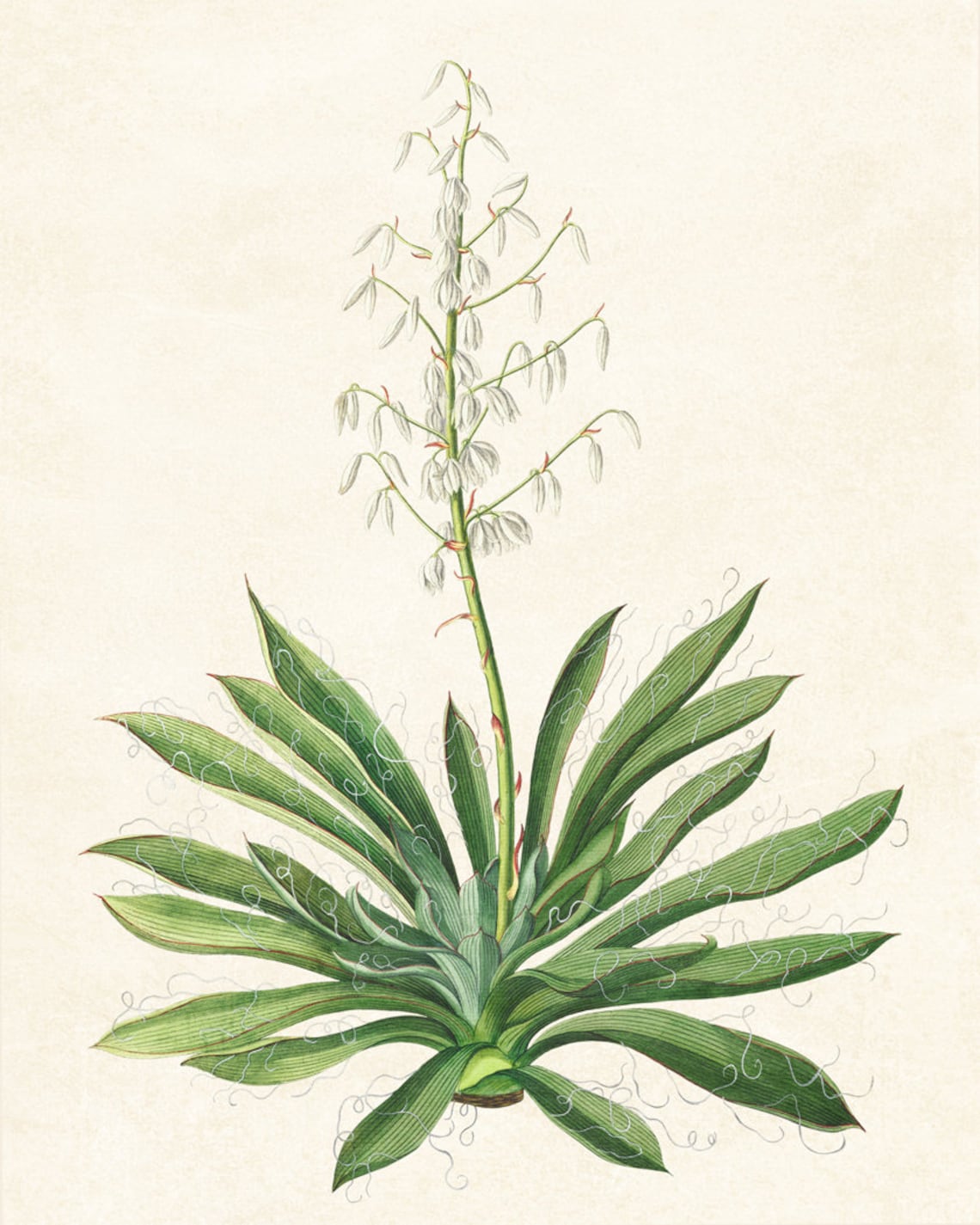 Antique Yucca Bloom Botanical Flowering Stalk Illustration Poster - Image 2