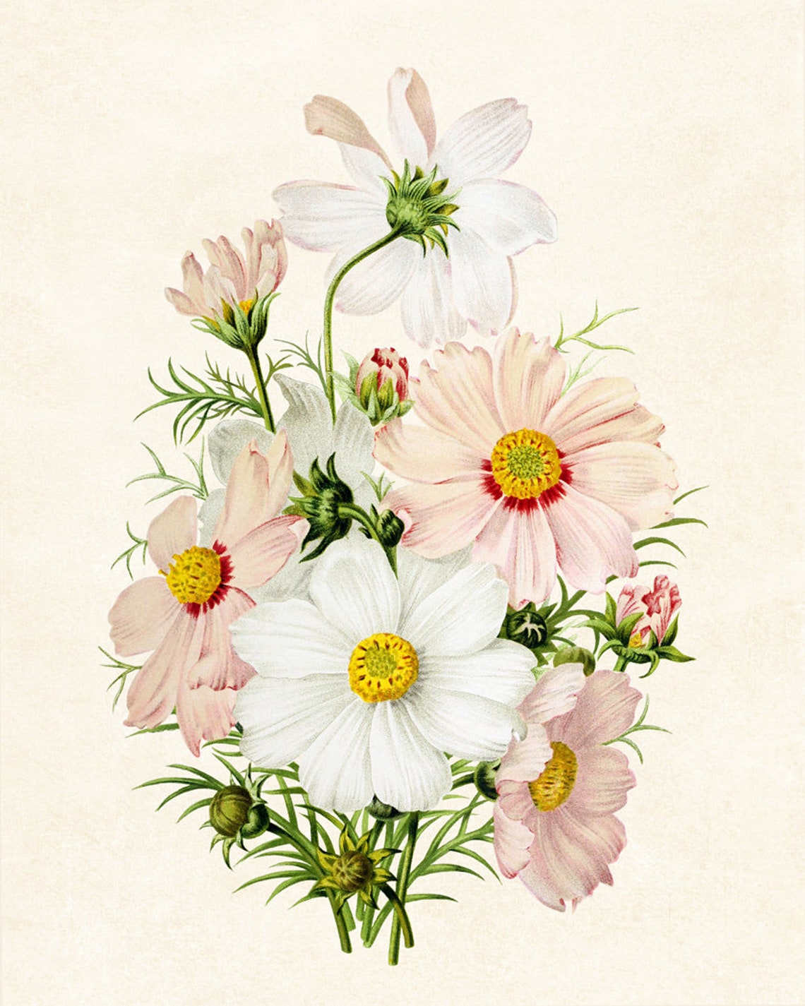Pink and White Cosmos Flowers Classic Vintage Botanical Poster - Image 2