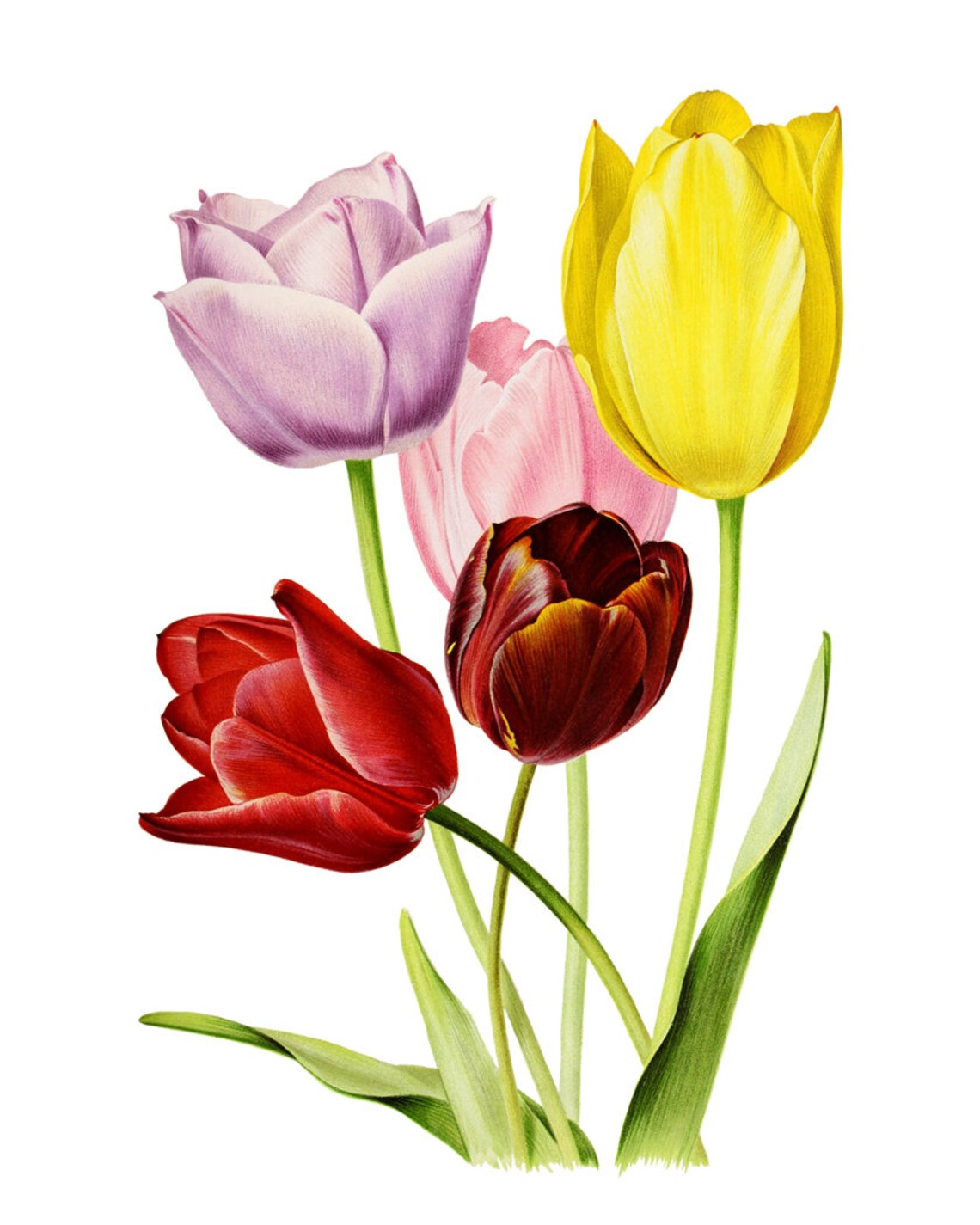 Vintage Tulip Art, Spring Flowers Botanical Print - Image 2