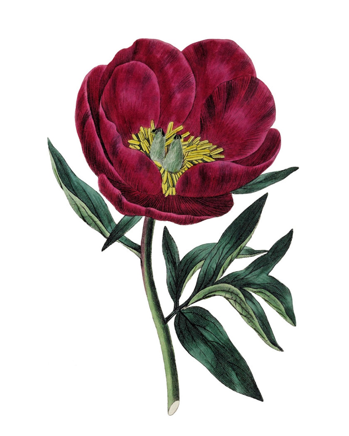 Crimson Peony Bloom Vintage Botanical Illustration Art Poster - Image 2