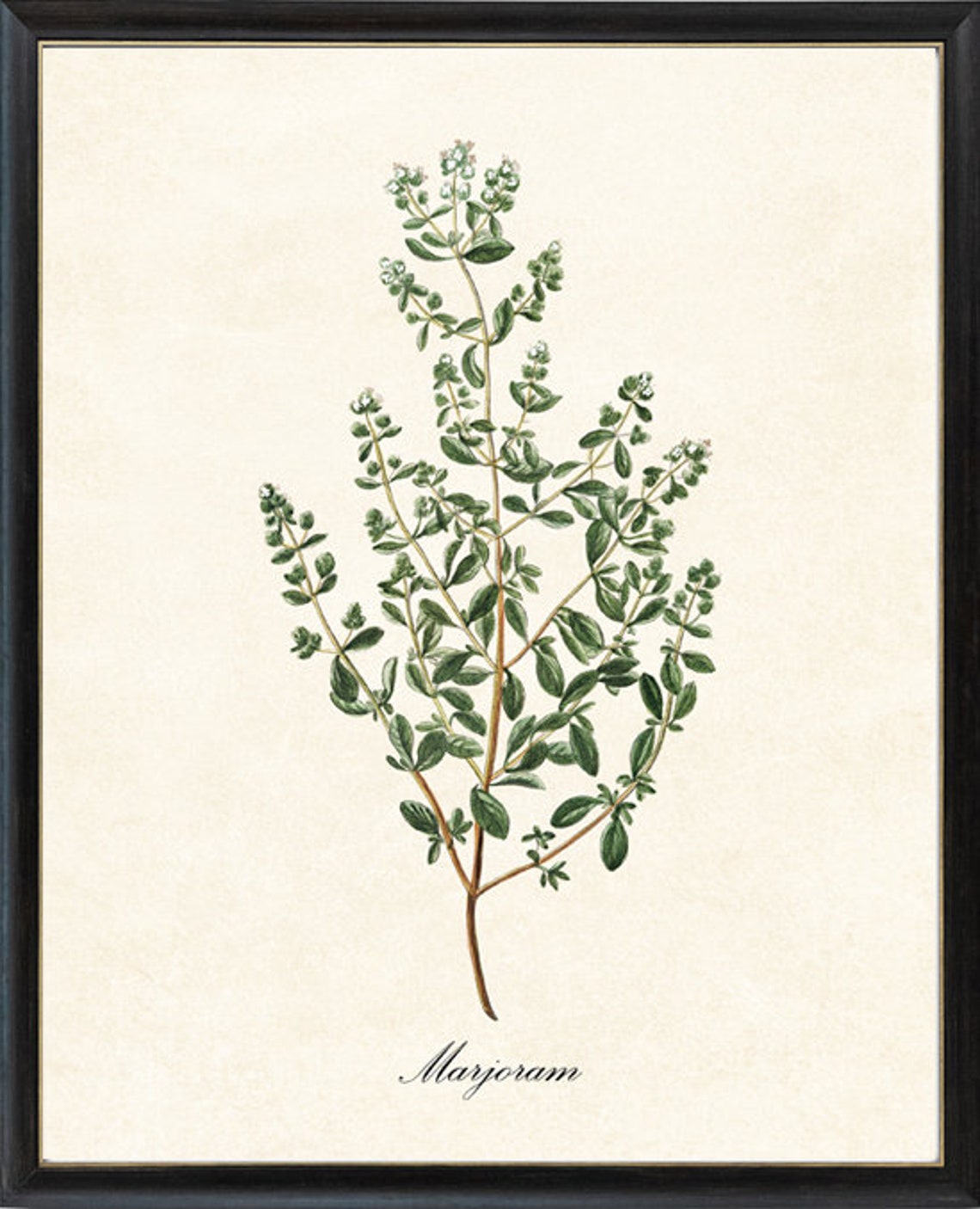 Marjoram Herb Antique Botanical Kitchen Illustration Study Poster