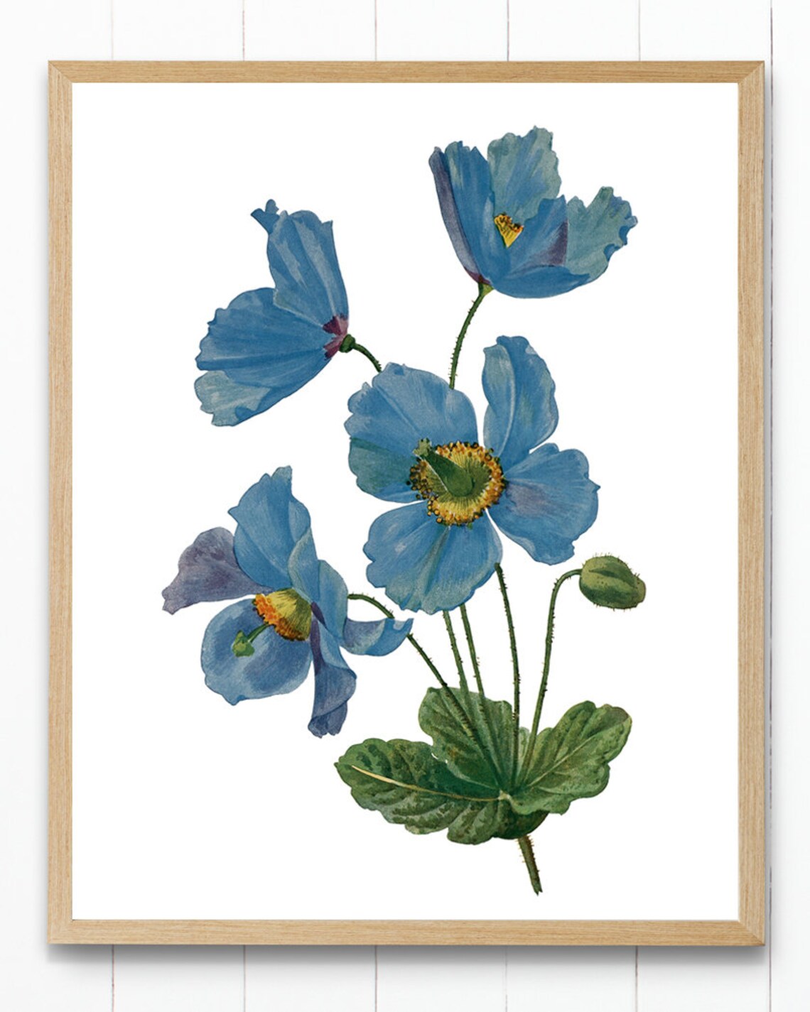 Himalayan Blue Poppy Vintage Flower Art Print - Image 2